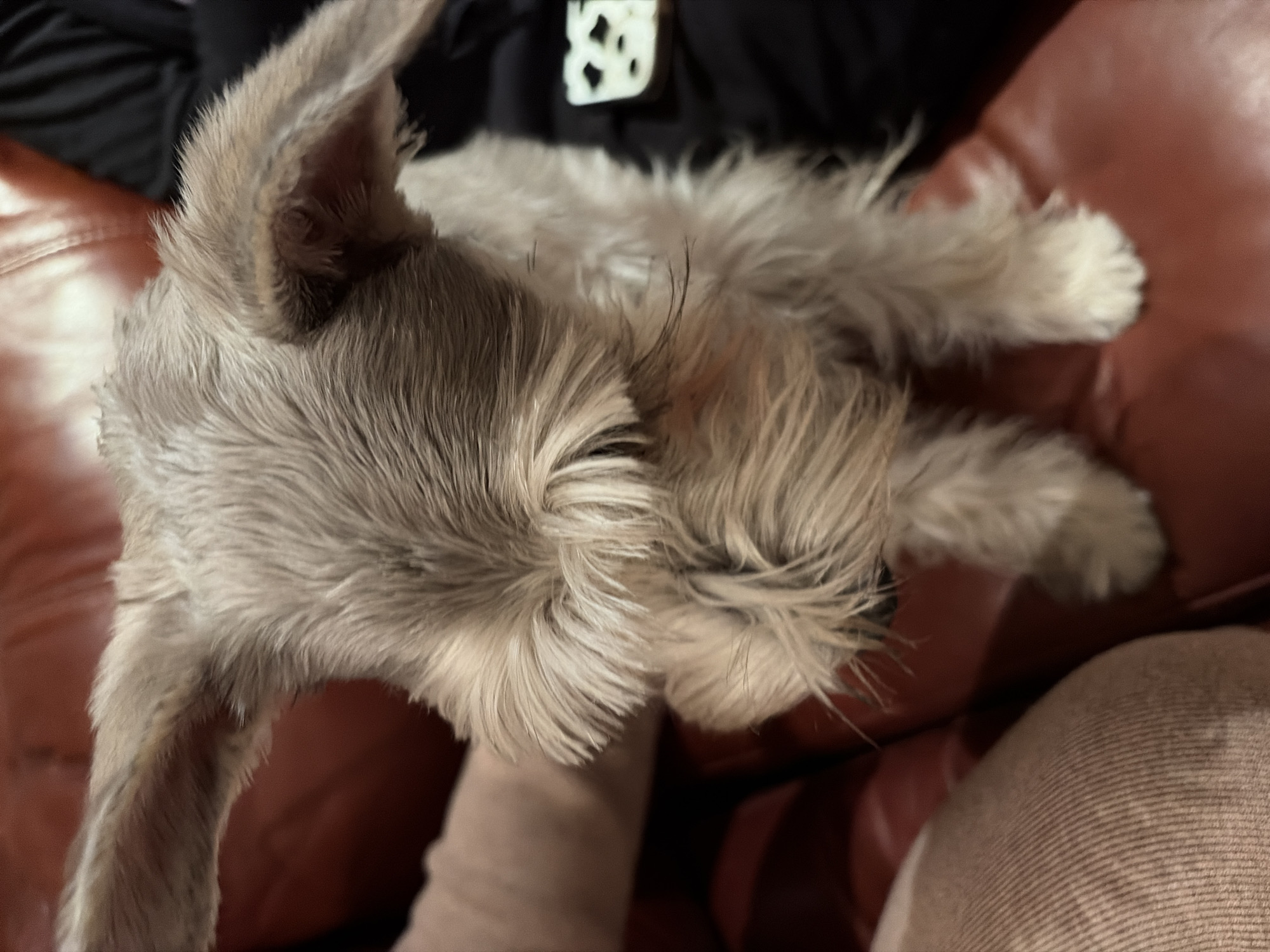 Gray miniature schnauzer rests on red leather couch indoors