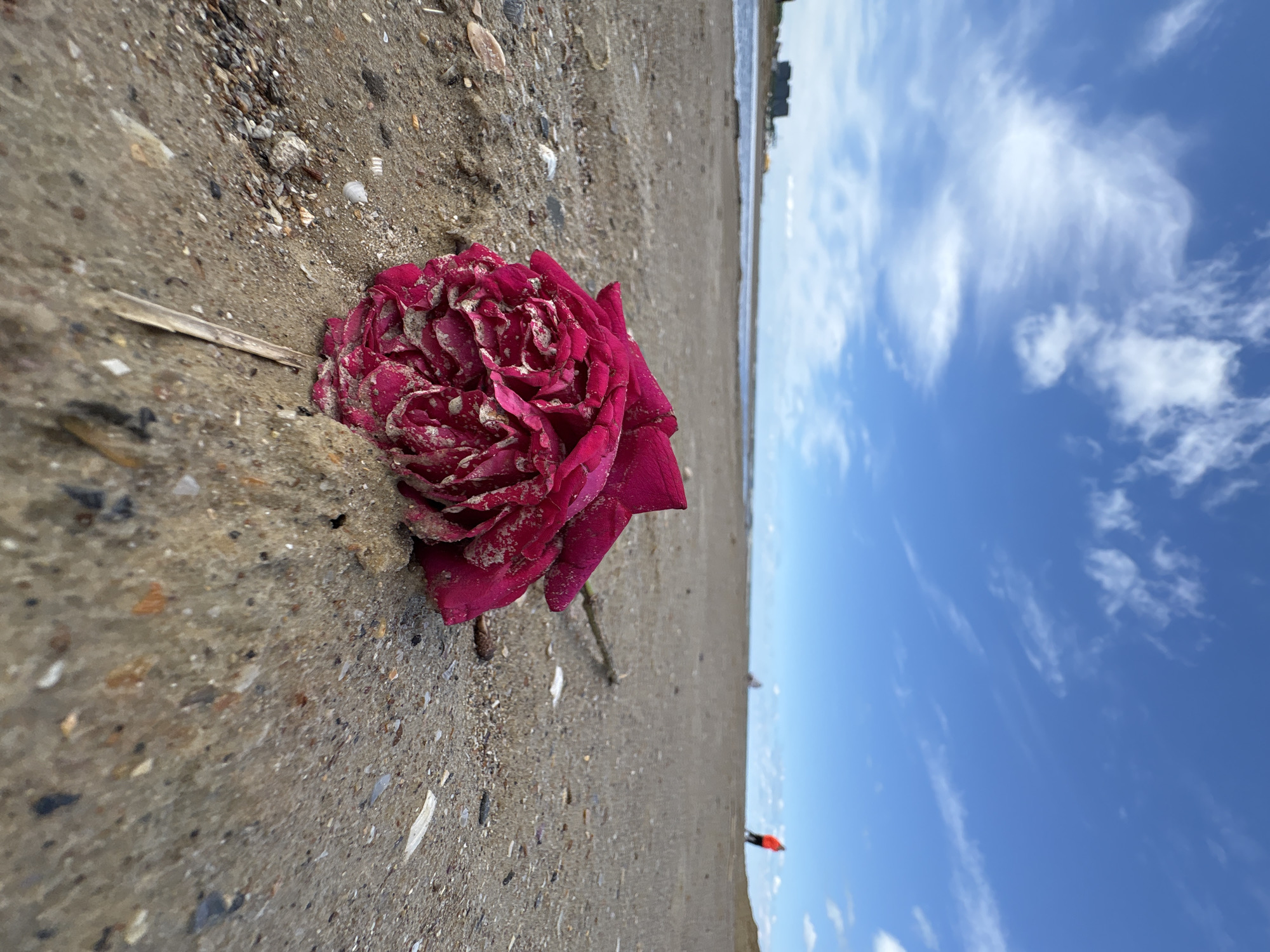 Morning snapshots capture Anapa's beaches, parks, and public art
