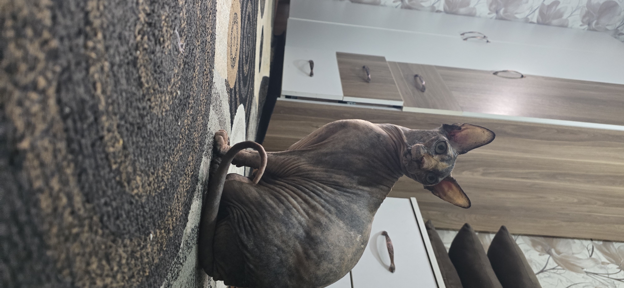 Sphynx cat at home in Baku, multiple angles