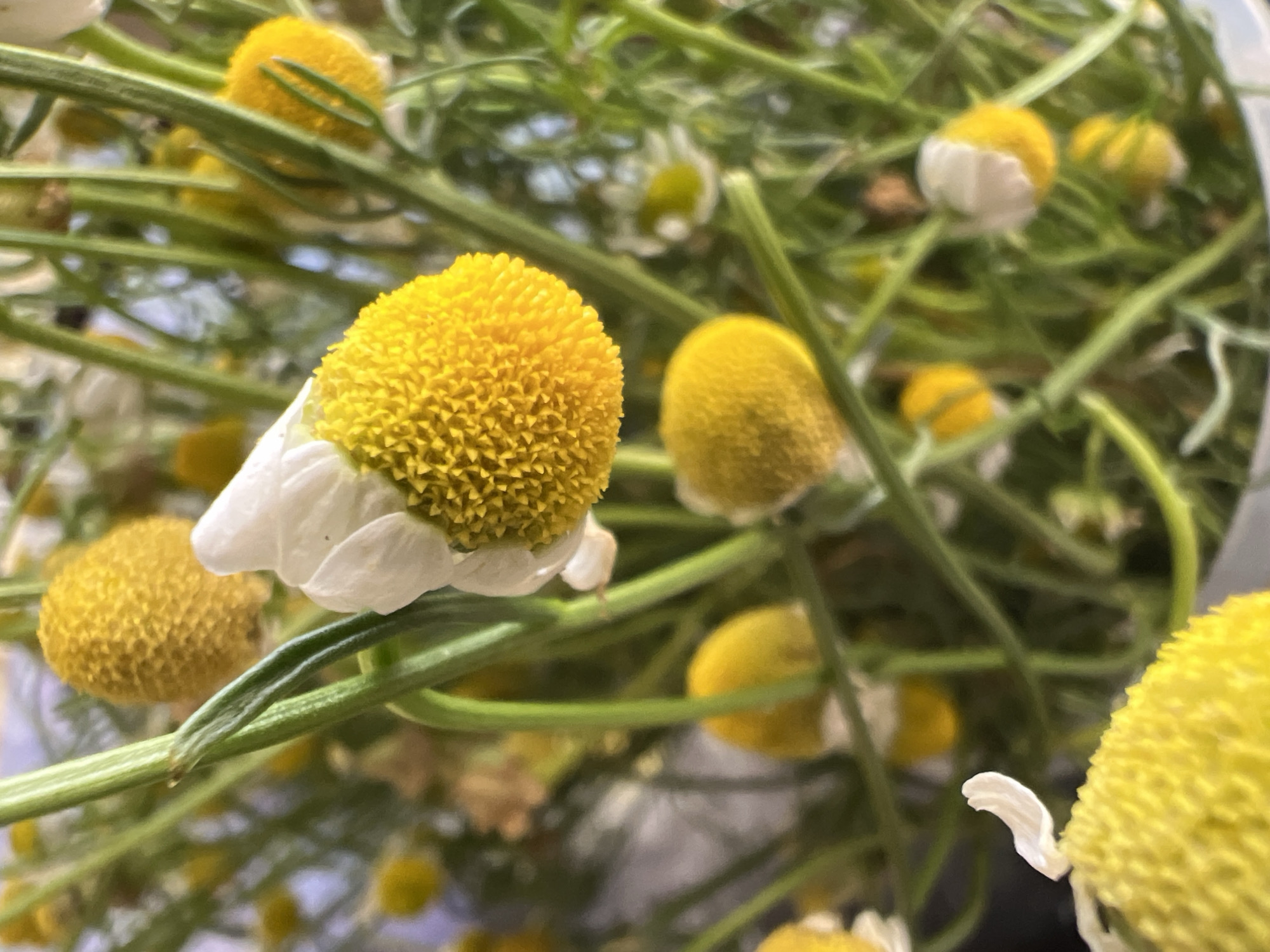 Chamomile flowers up close, yellow and white in bloom