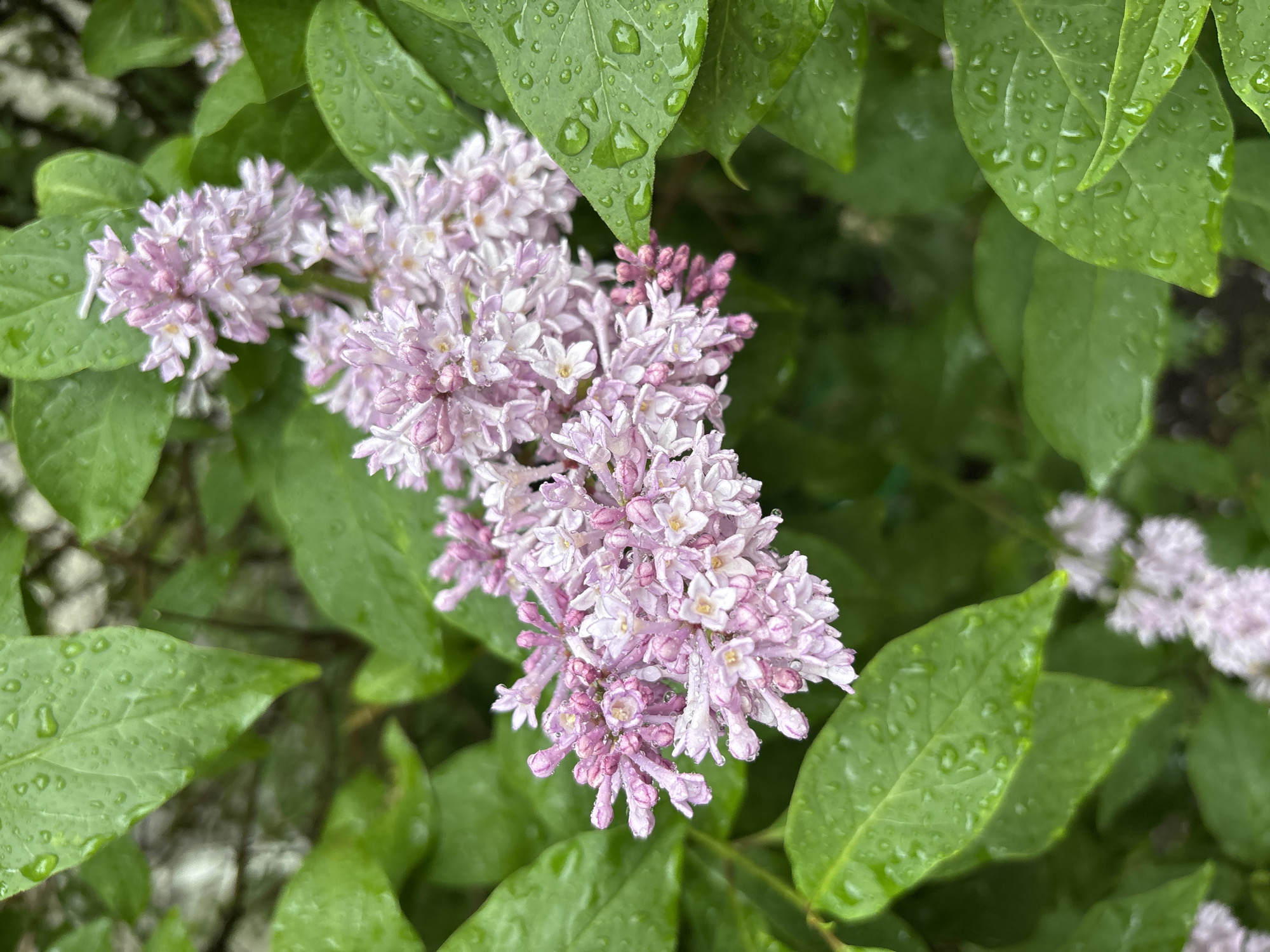 Wildflowers after rain in Murmansk, midsummer