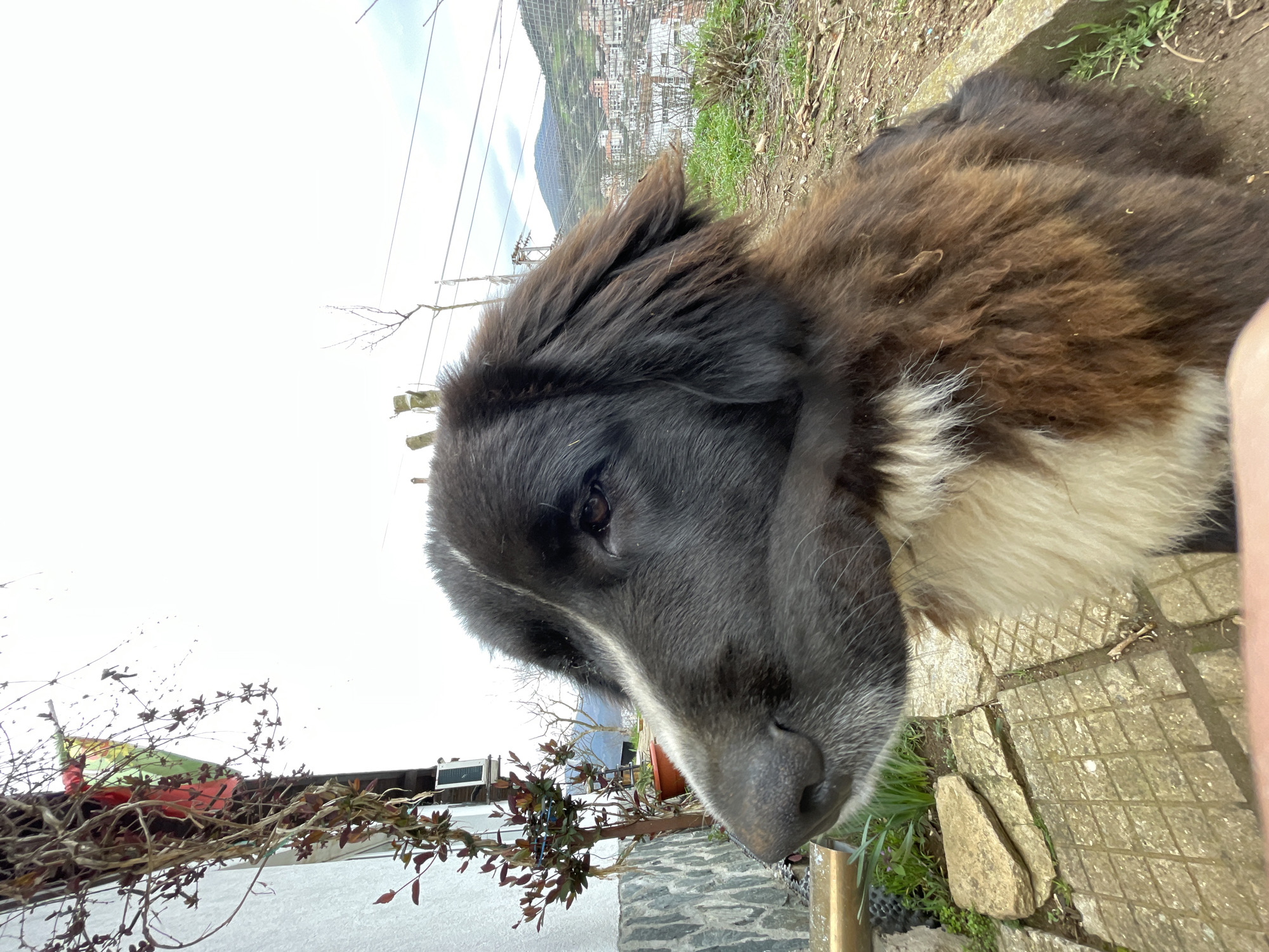 Stray dog spotted multiple times in Zlatograd, Bulgaria
