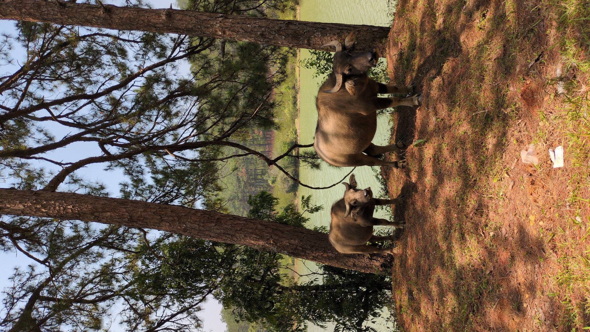 Water buffalo herd grazes by lake in Vietnam highlands