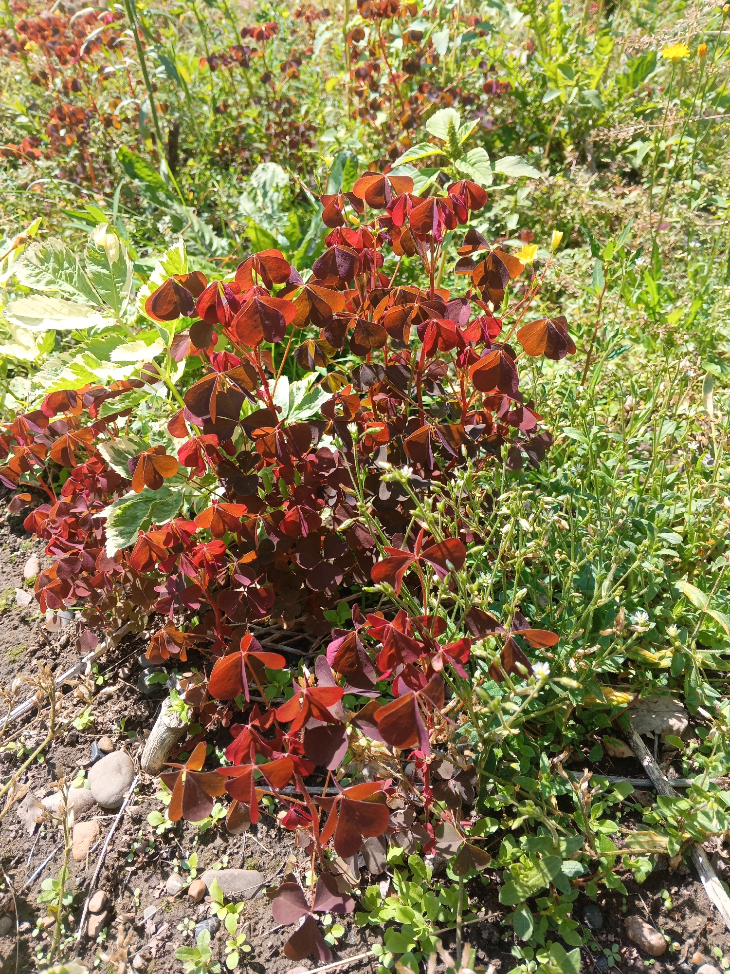 Morning garden tour with wildflowers, birch trees, and ornamental details