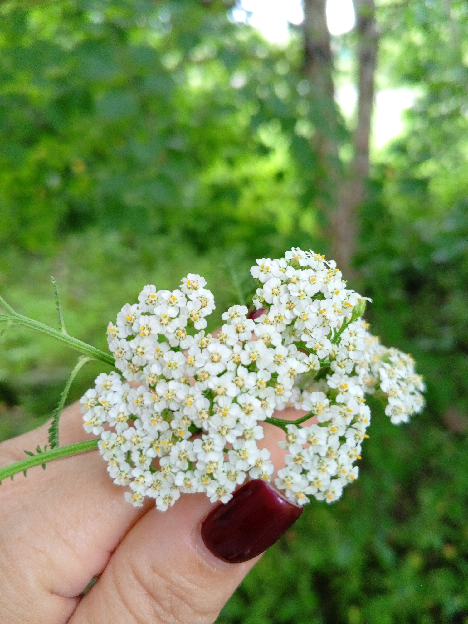 Hands-on exploration of wildflowers and lilies outdoors