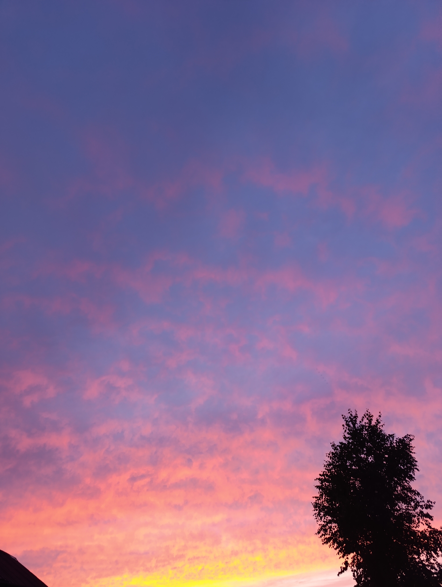 Summer evening at a Russian home: dogs, gardens, and a vivid sunset