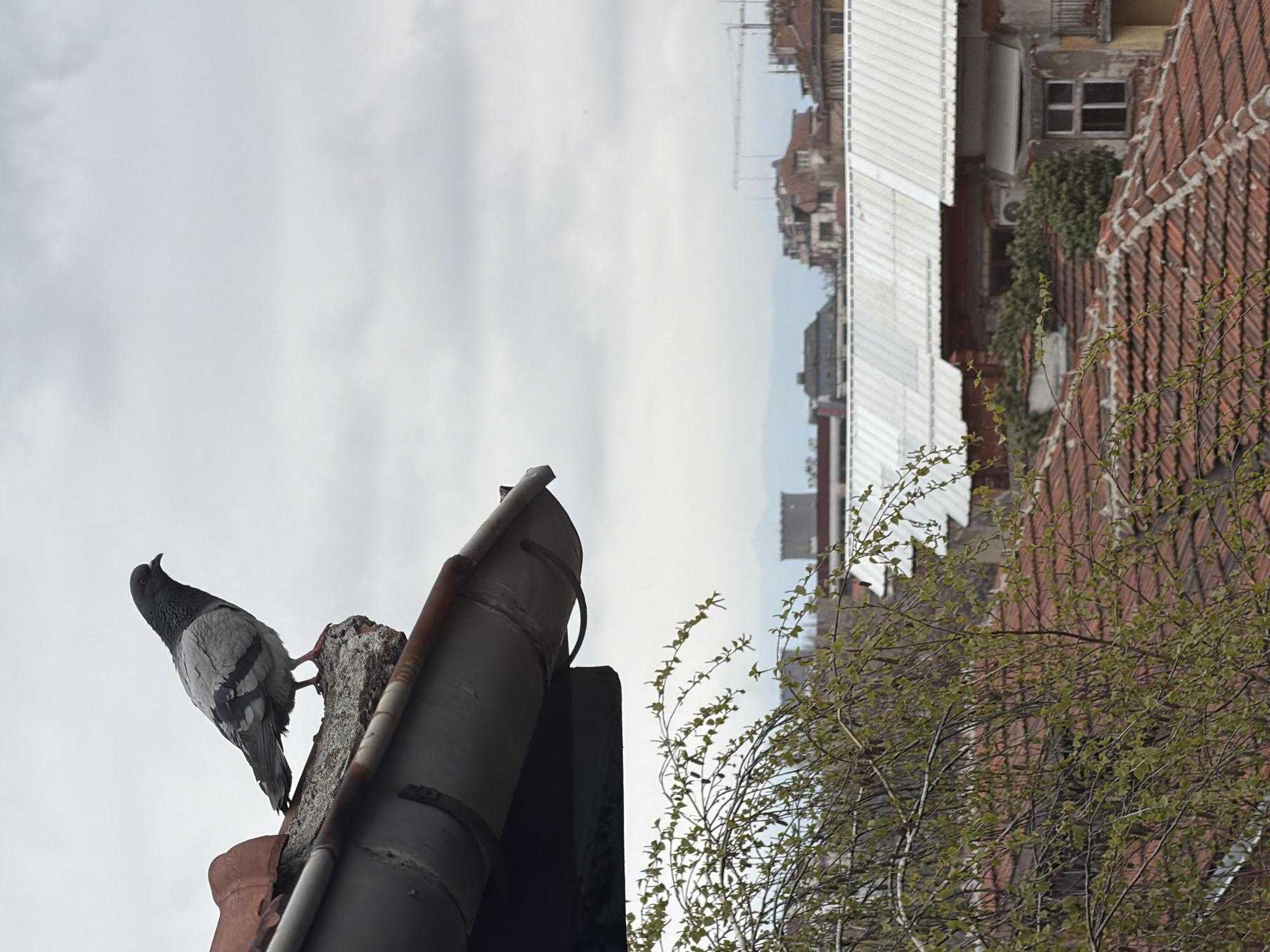 Gray pigeon perches on concrete pillar near rusty gutter