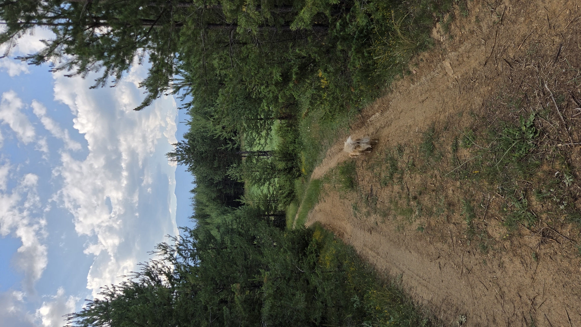 Afternoon forest walk with dogs in Bania, Bulgaria