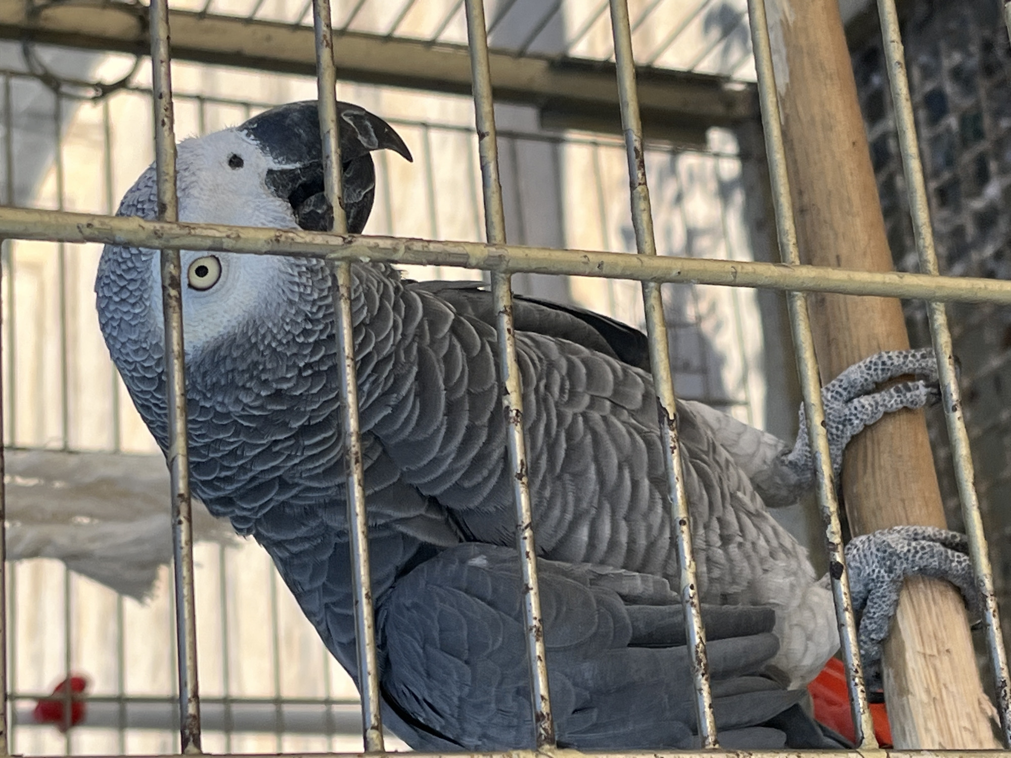 Morning scenes documented across Alanya including caged parrot observations
