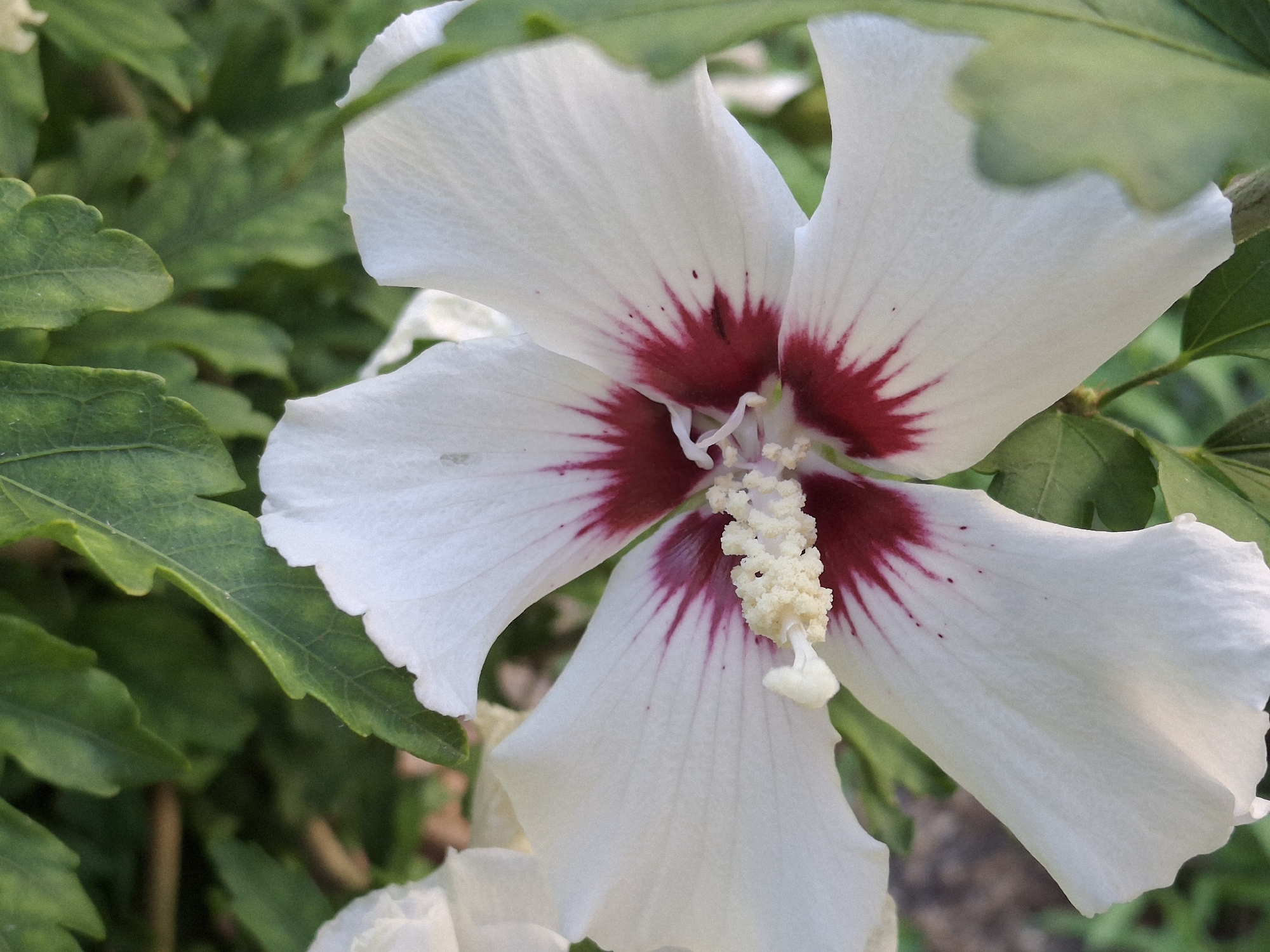 Morning spent with flowers, gardens, and a quiet sidewalk