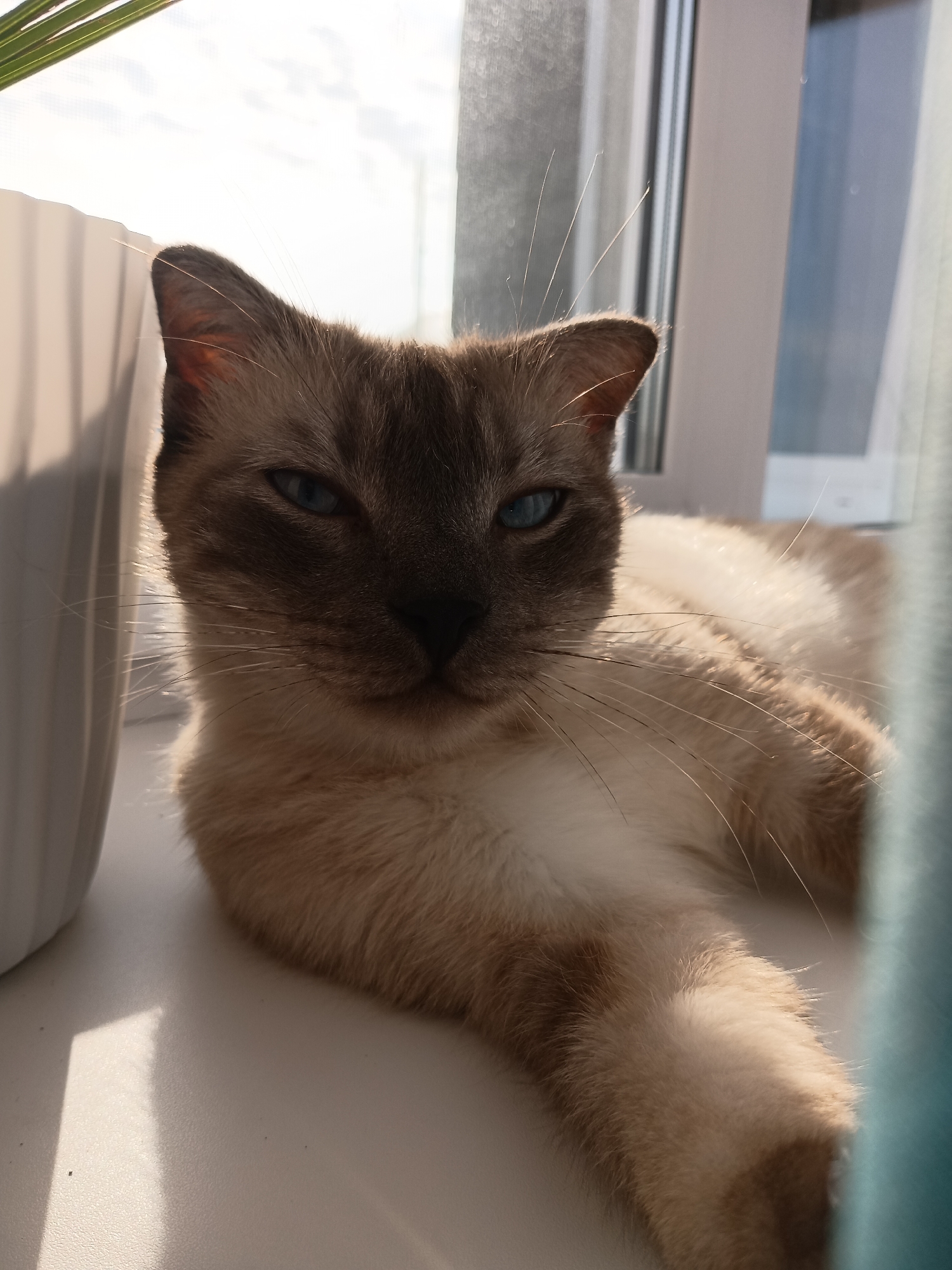 Morning moments with cat and headphone-wearing woman in Фоки