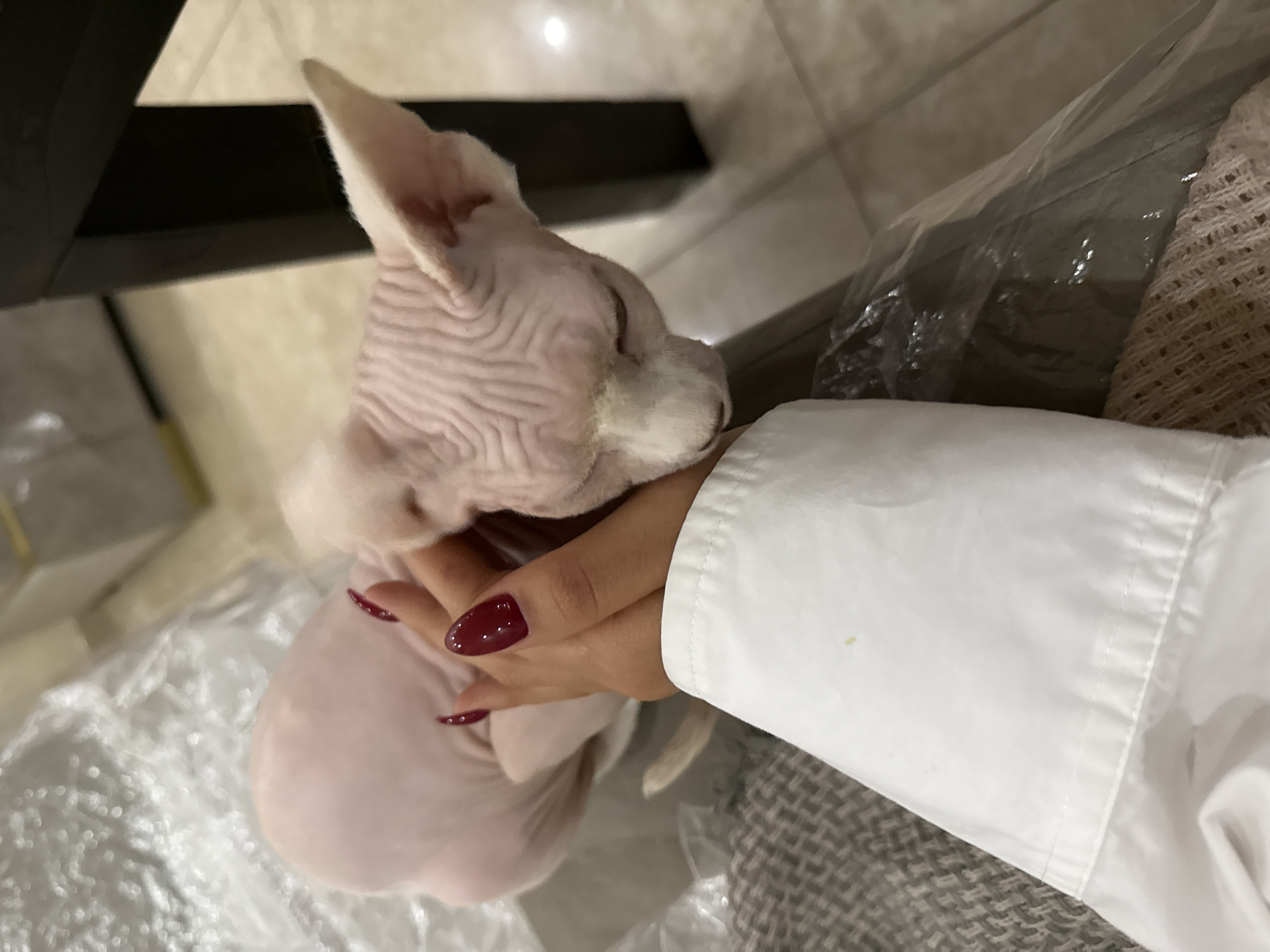 Sphynx cat documented in casual indoor moments in Yerevan