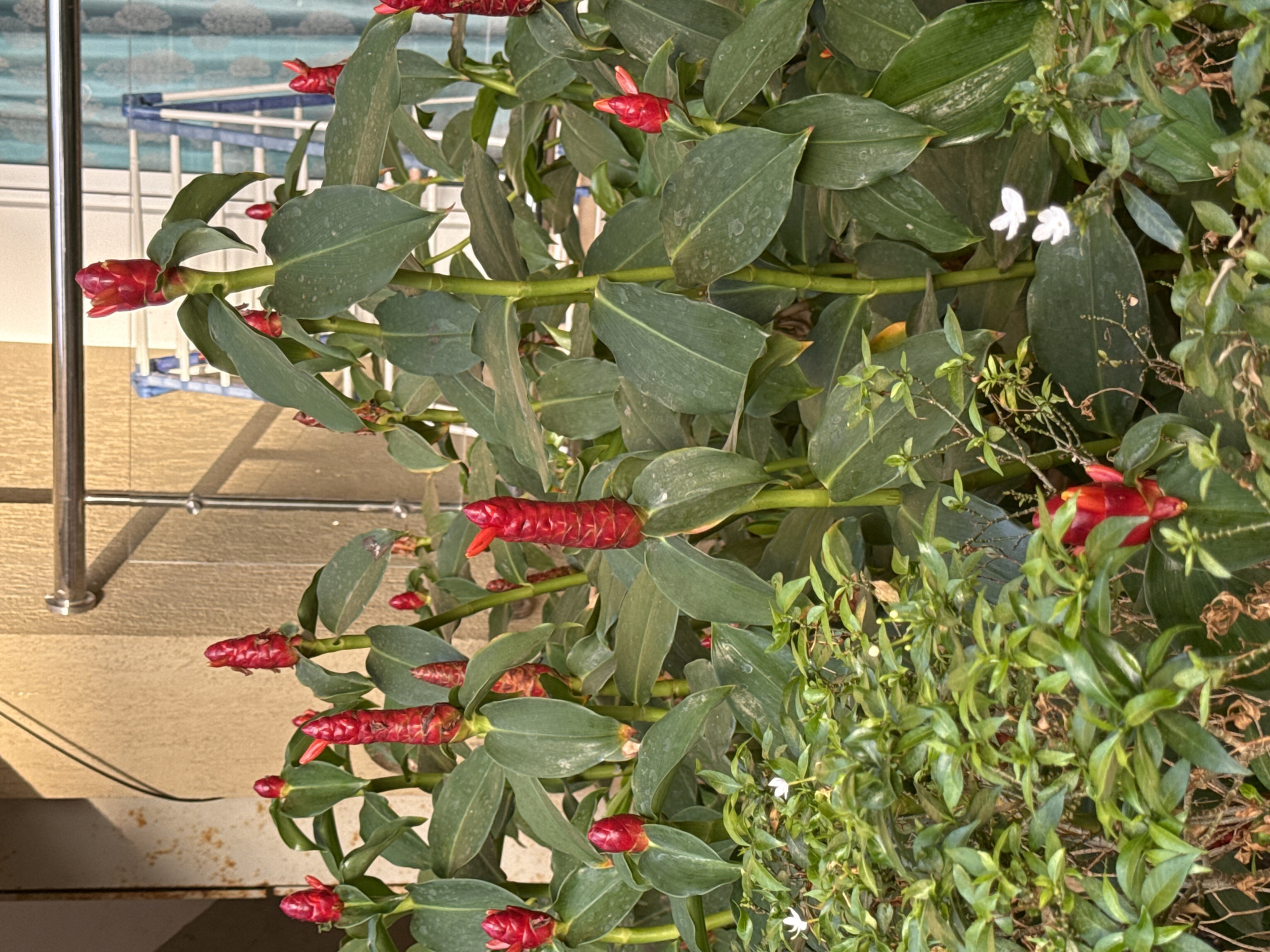 Flowering ginger plant photographed poolside in Anjuna, India