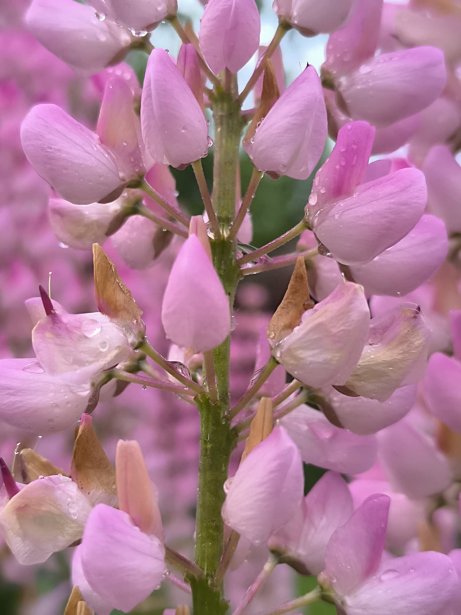 Garden photography and Lithuanian cooking in Dercekliai