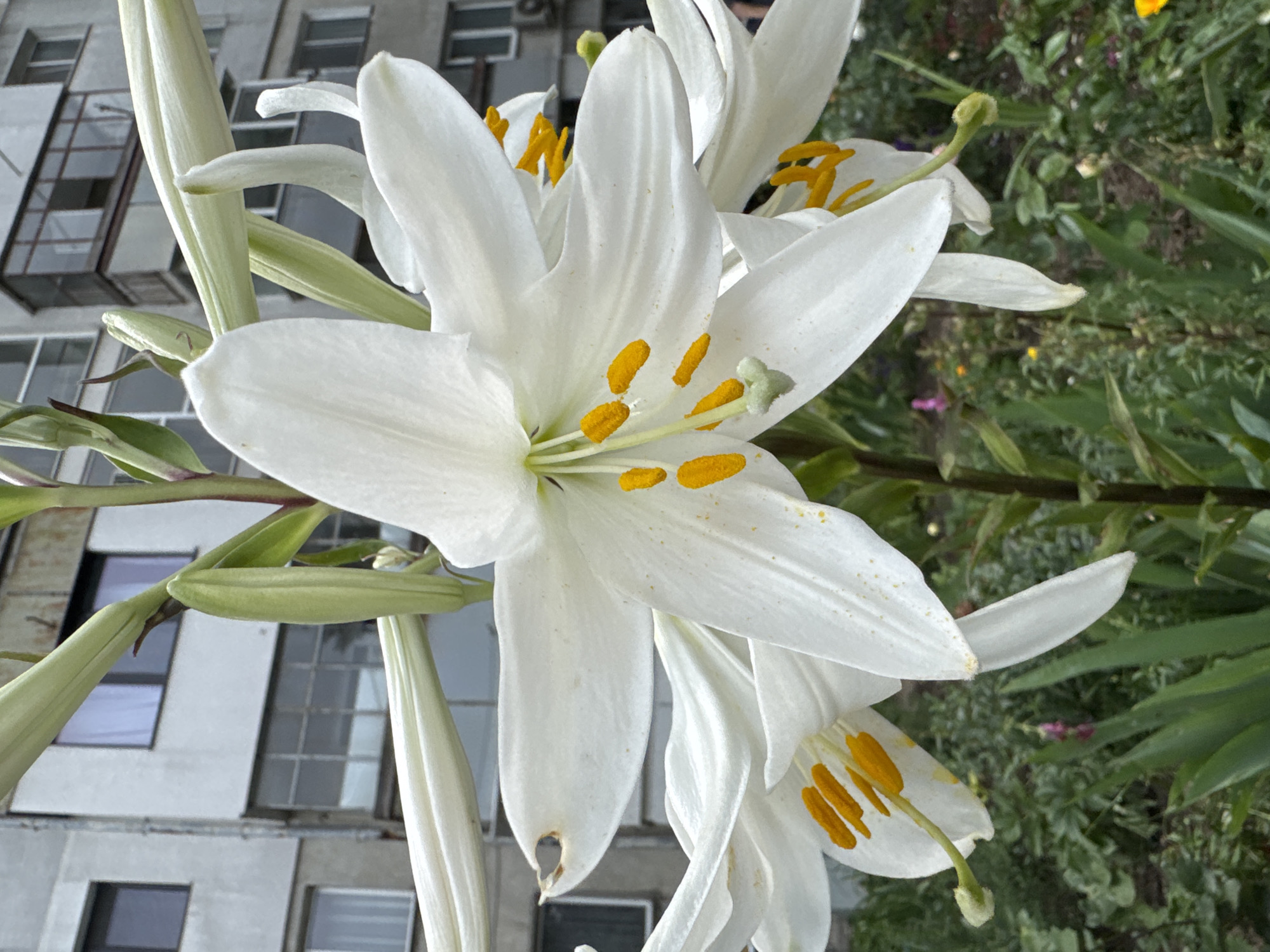 Morning flower bloom documentation in Varna residential areas