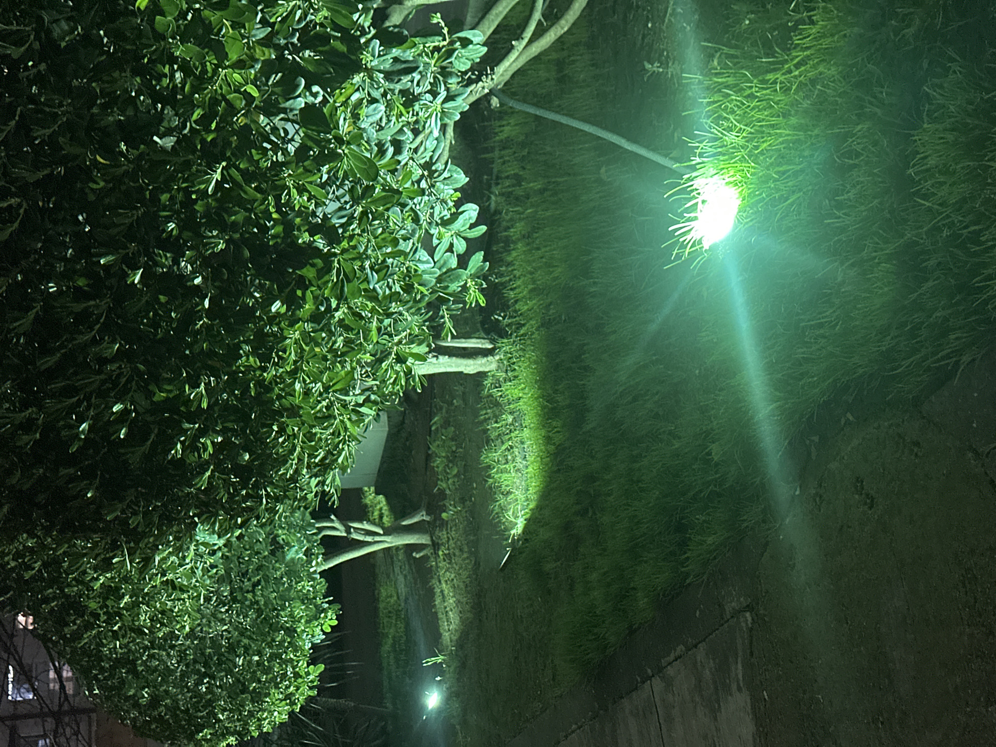 Street lamp illuminates greenery in nighttime Sochi scene
