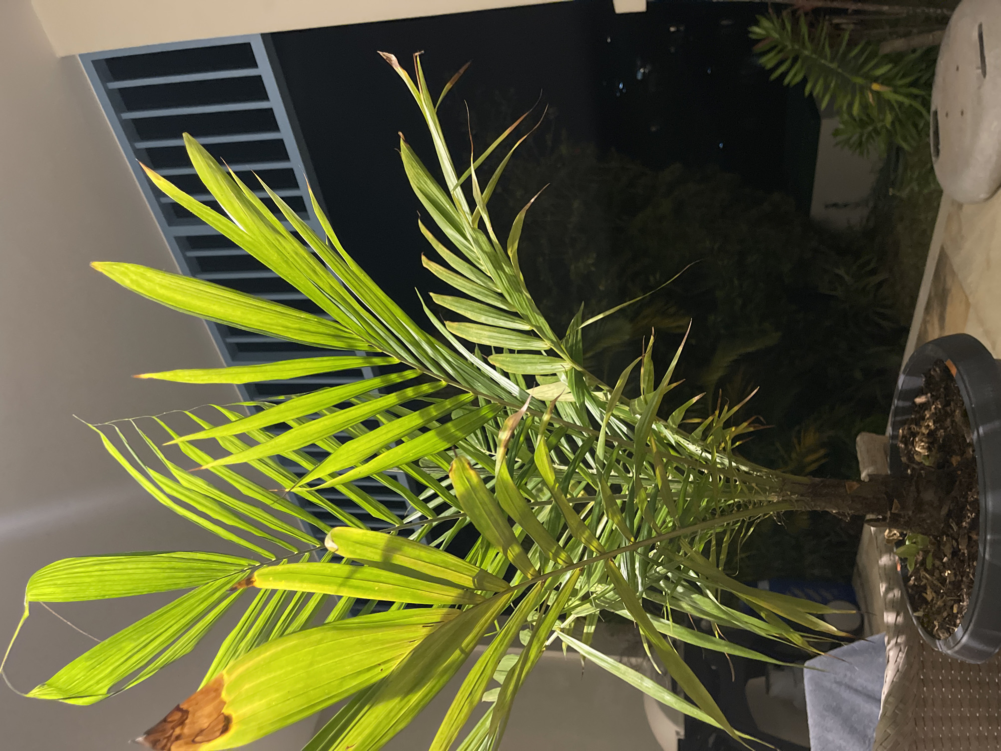 Night scene in Seychelles: patio palm and passing aircraft