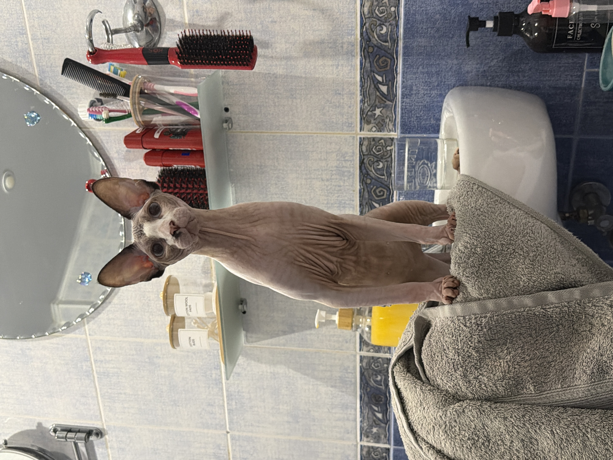 Sphynx cat supervises bath time in an Odesa bathroom