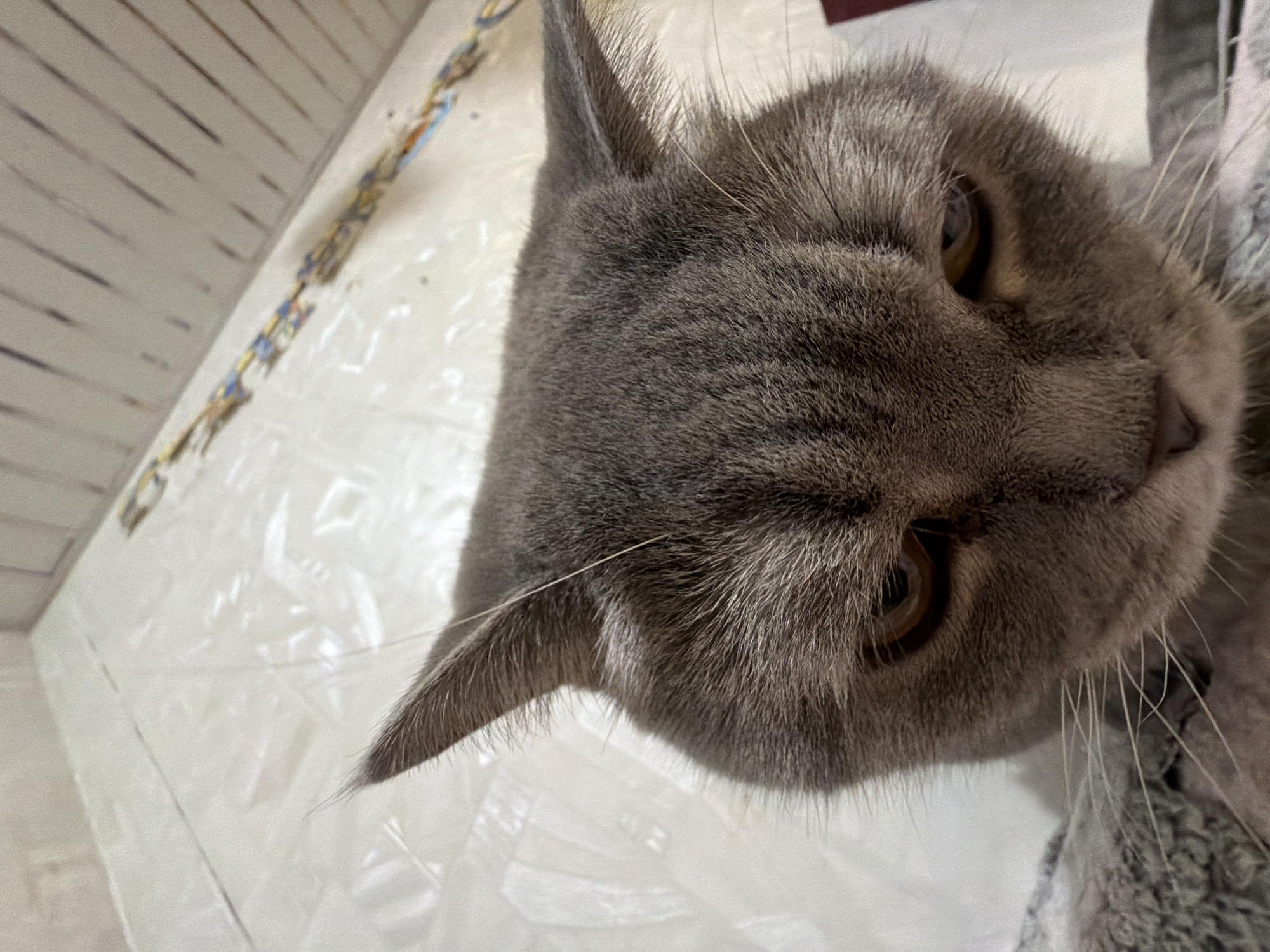 Grey cat photographed multiple times in Perm, Russia