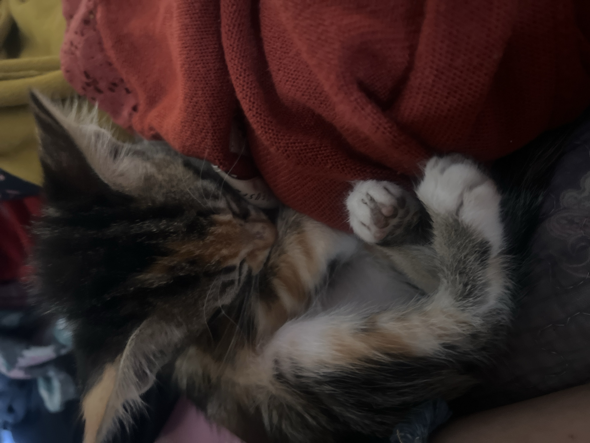 Multi-colored kitten sleeps peacefully in Arica, Chile
