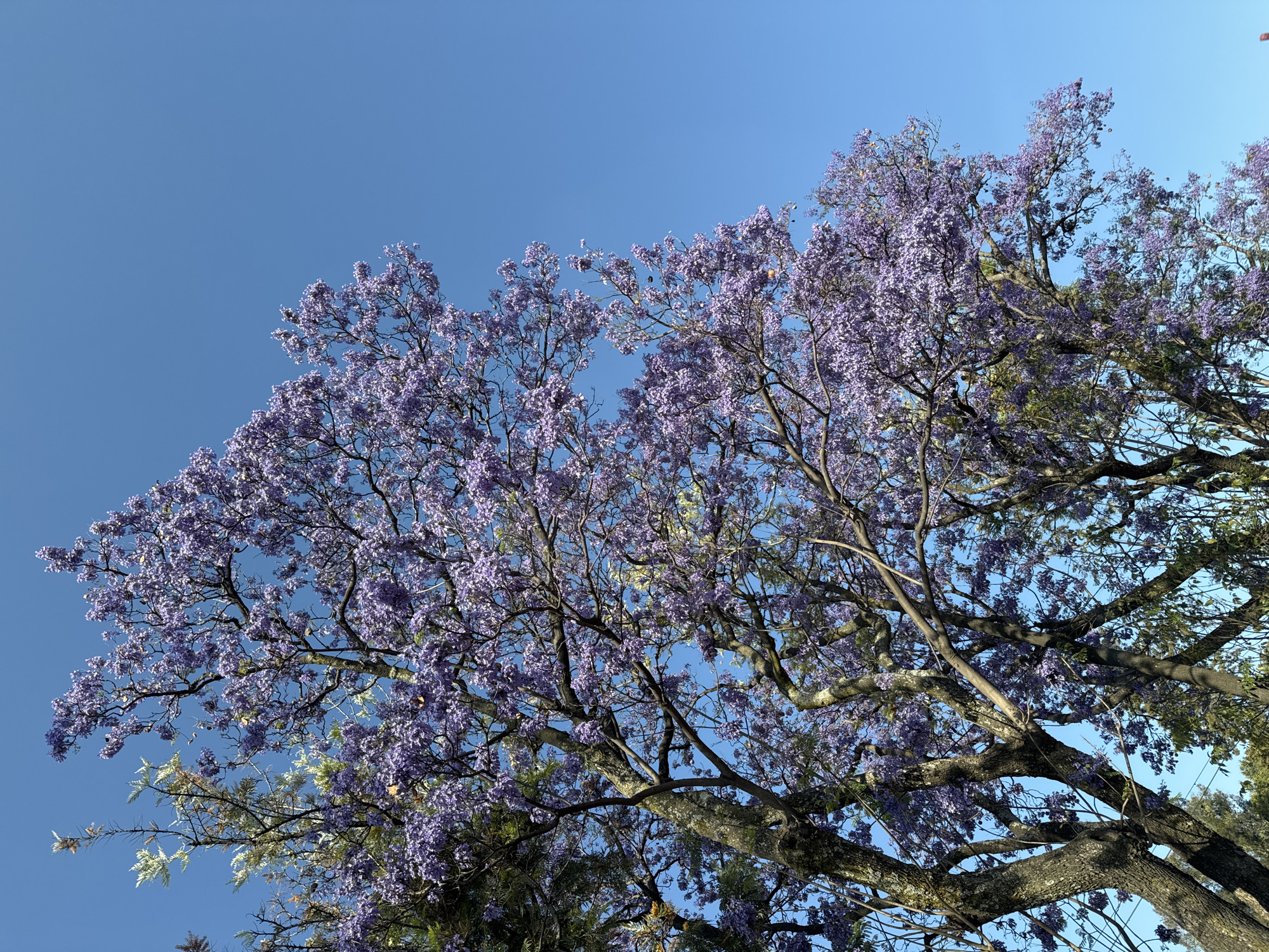 Jacaranda trees bloom purple in Puebla streets