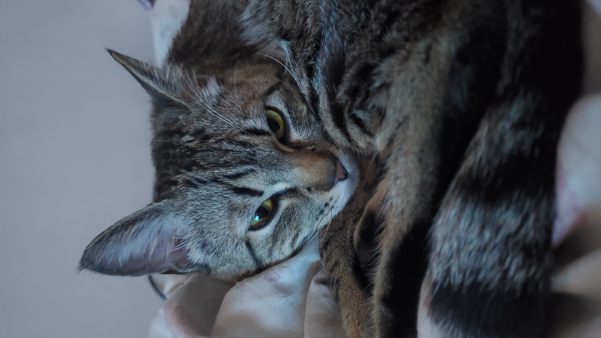Tabby cat observed in various indoor spots throughout evening