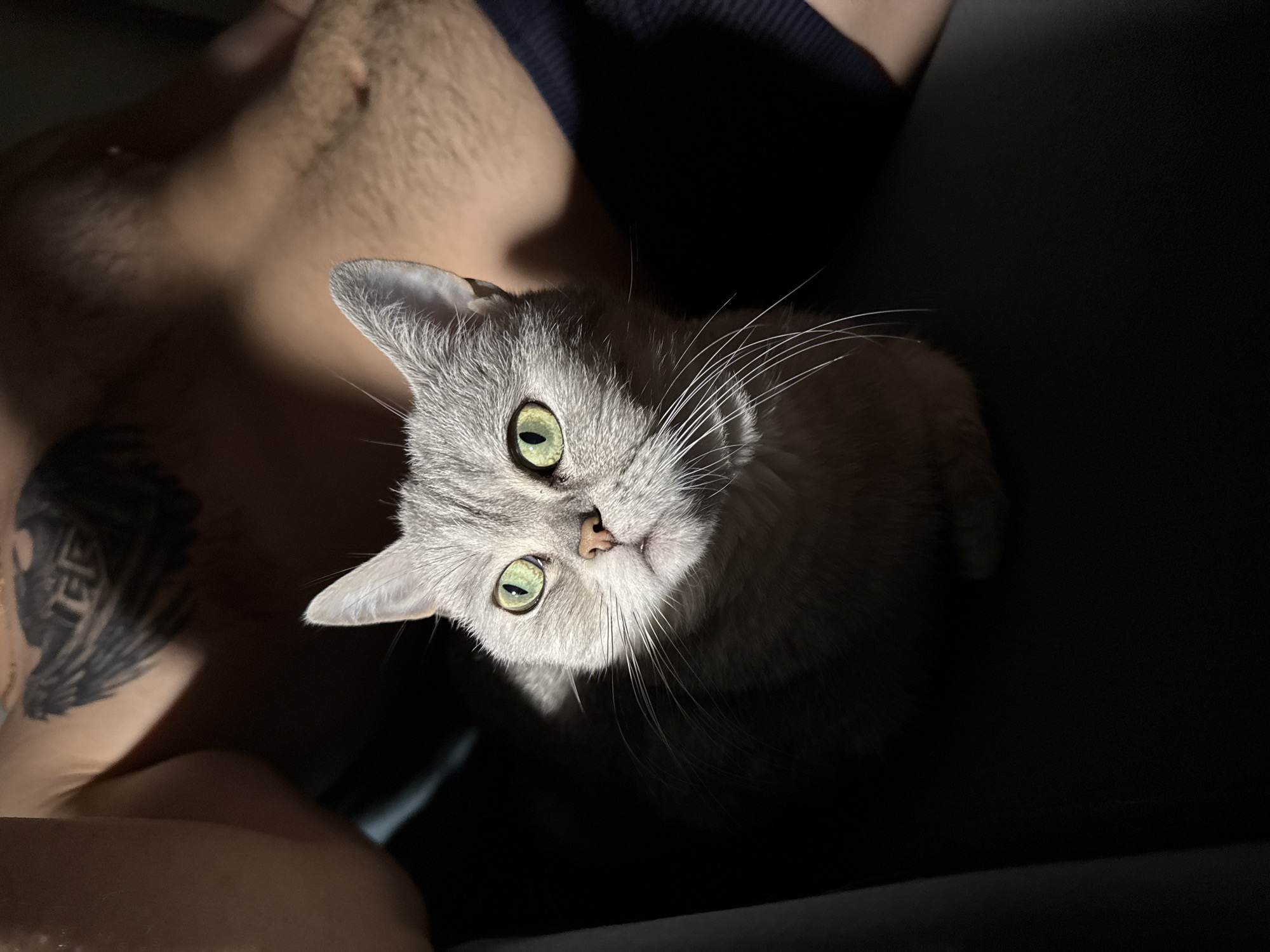 Gray cat with green eyes photographed in Donetsk