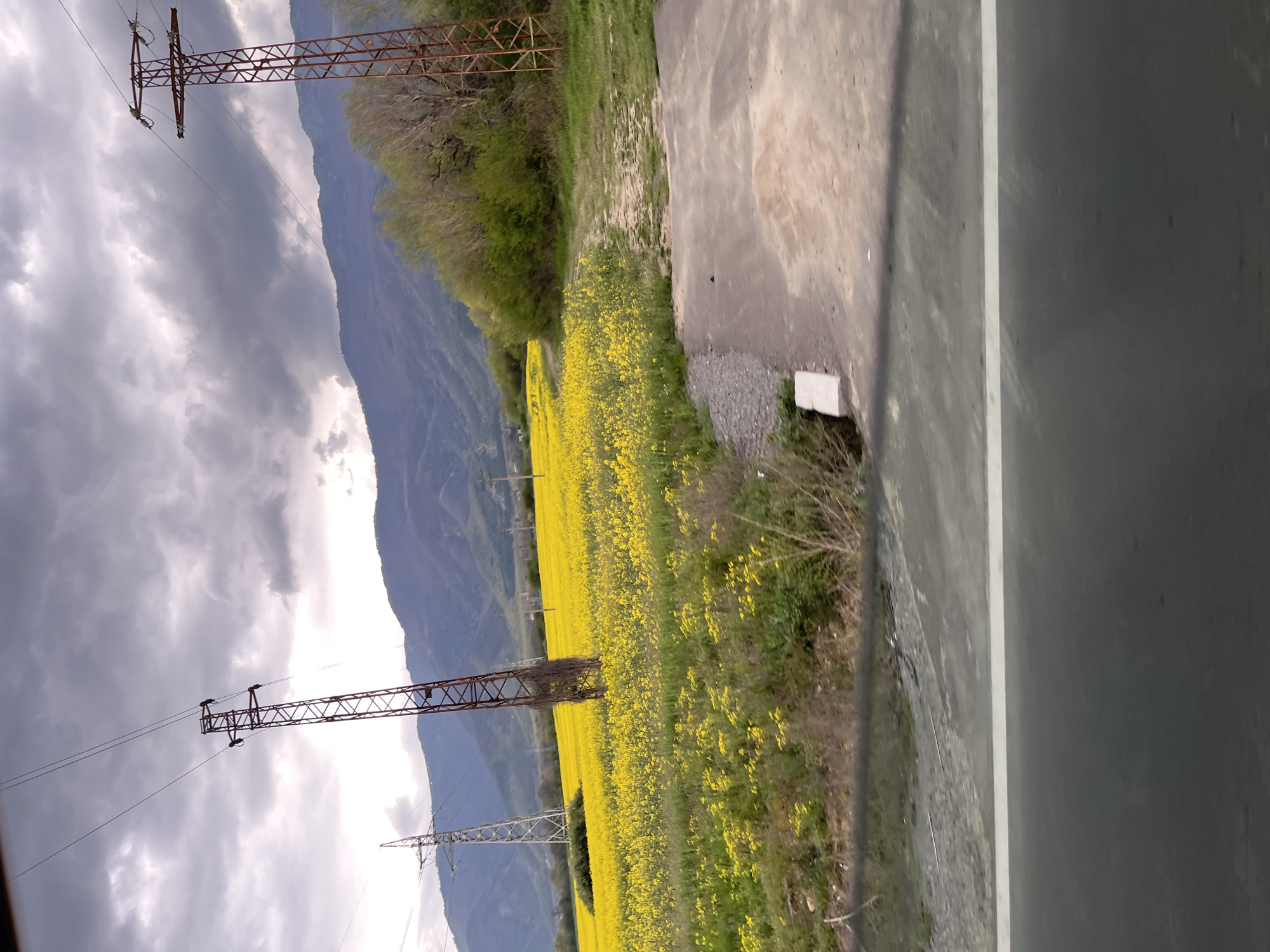 Yellow flower field photographed in Bulgarian countryside
