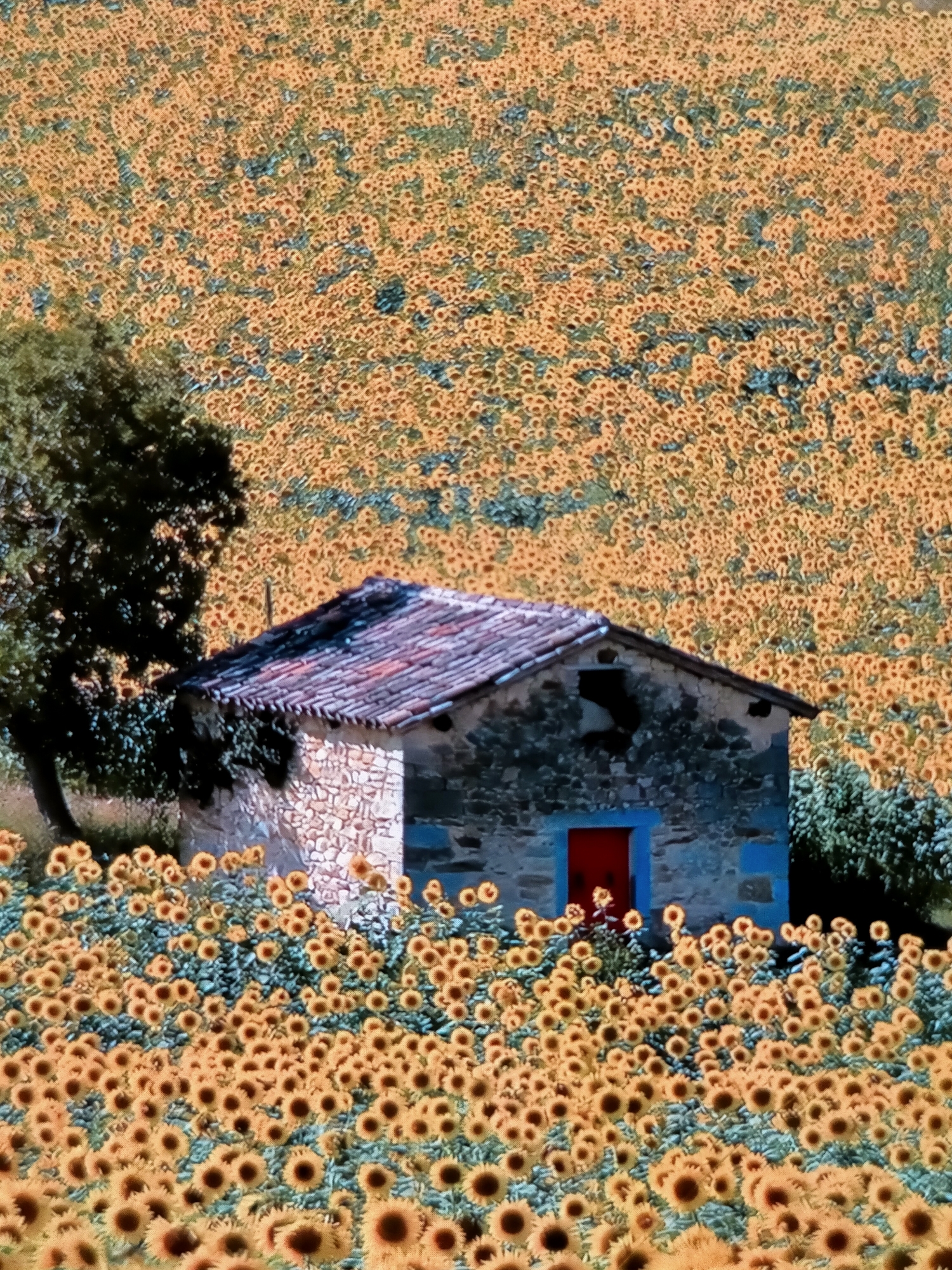 Sunflowers, fruit textures, and a melted phone in Chișinău
