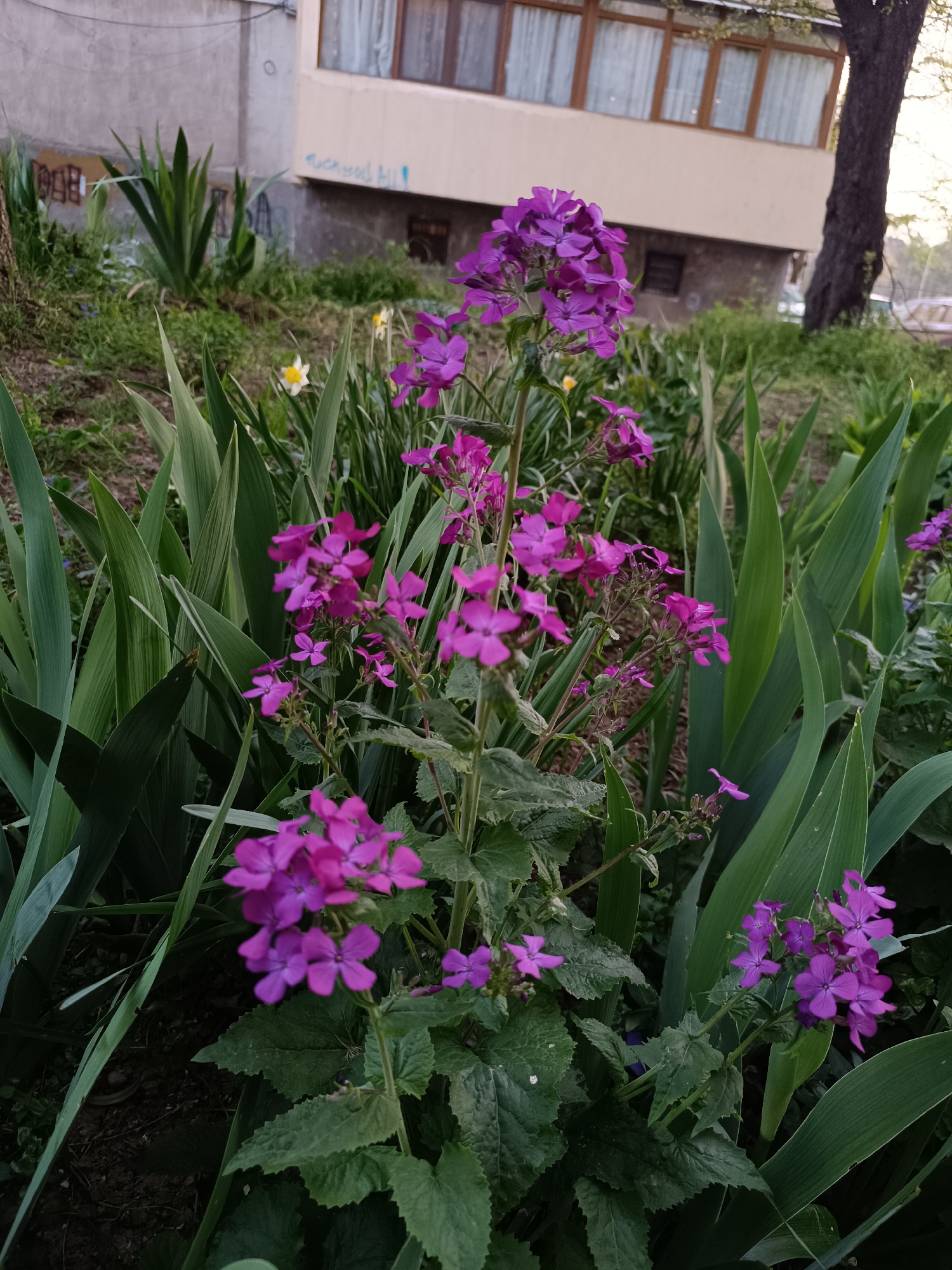 Spring flowers bloom in Pleven garden captured by witness