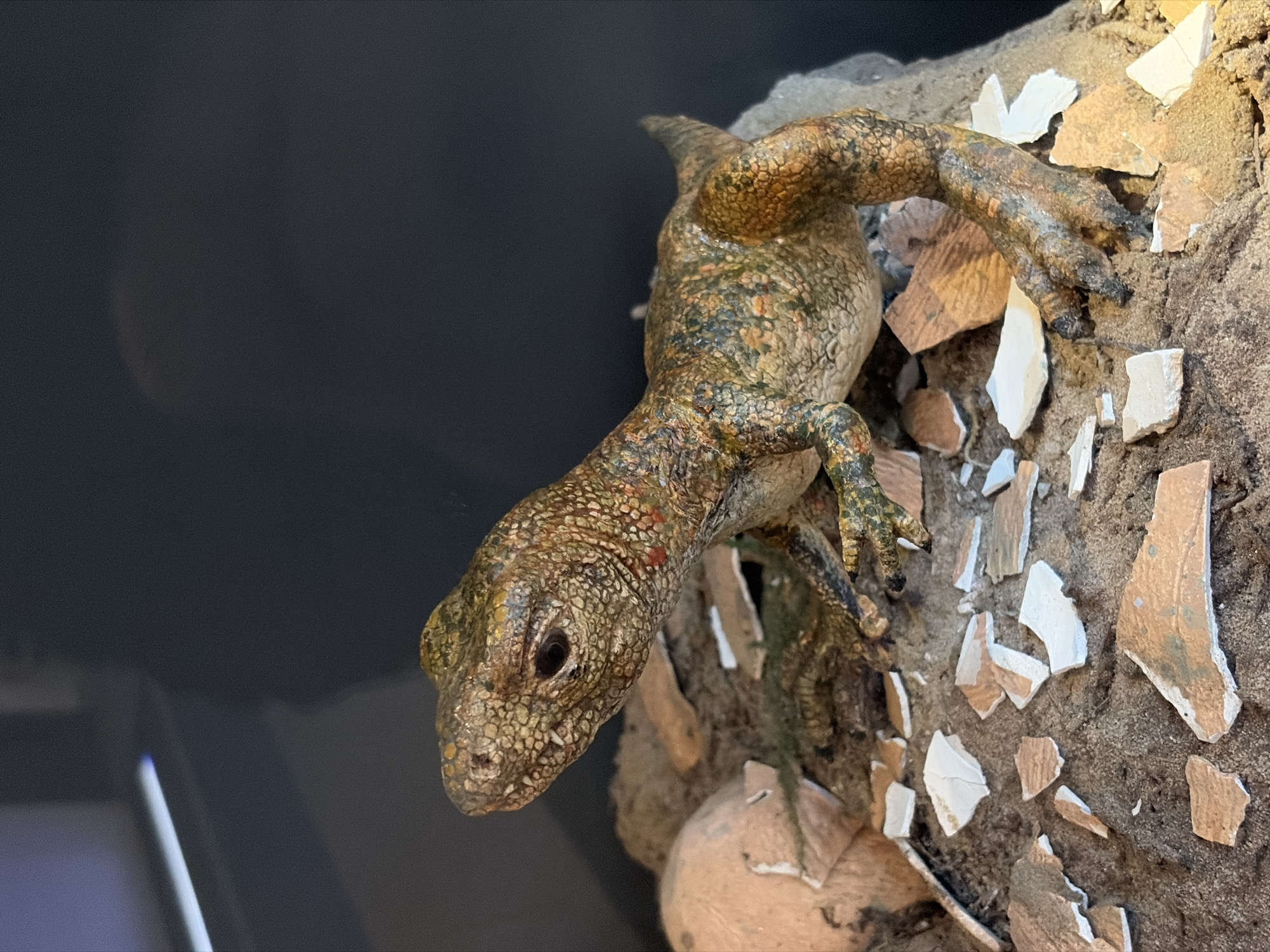 Visitor tours natural history and cultural museum exhibits in The Hague