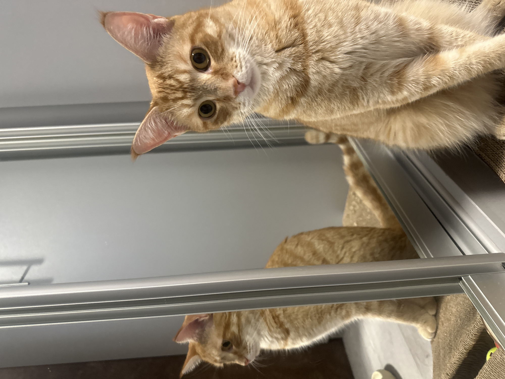 Orange tabby cat evening session in Omsk apartment