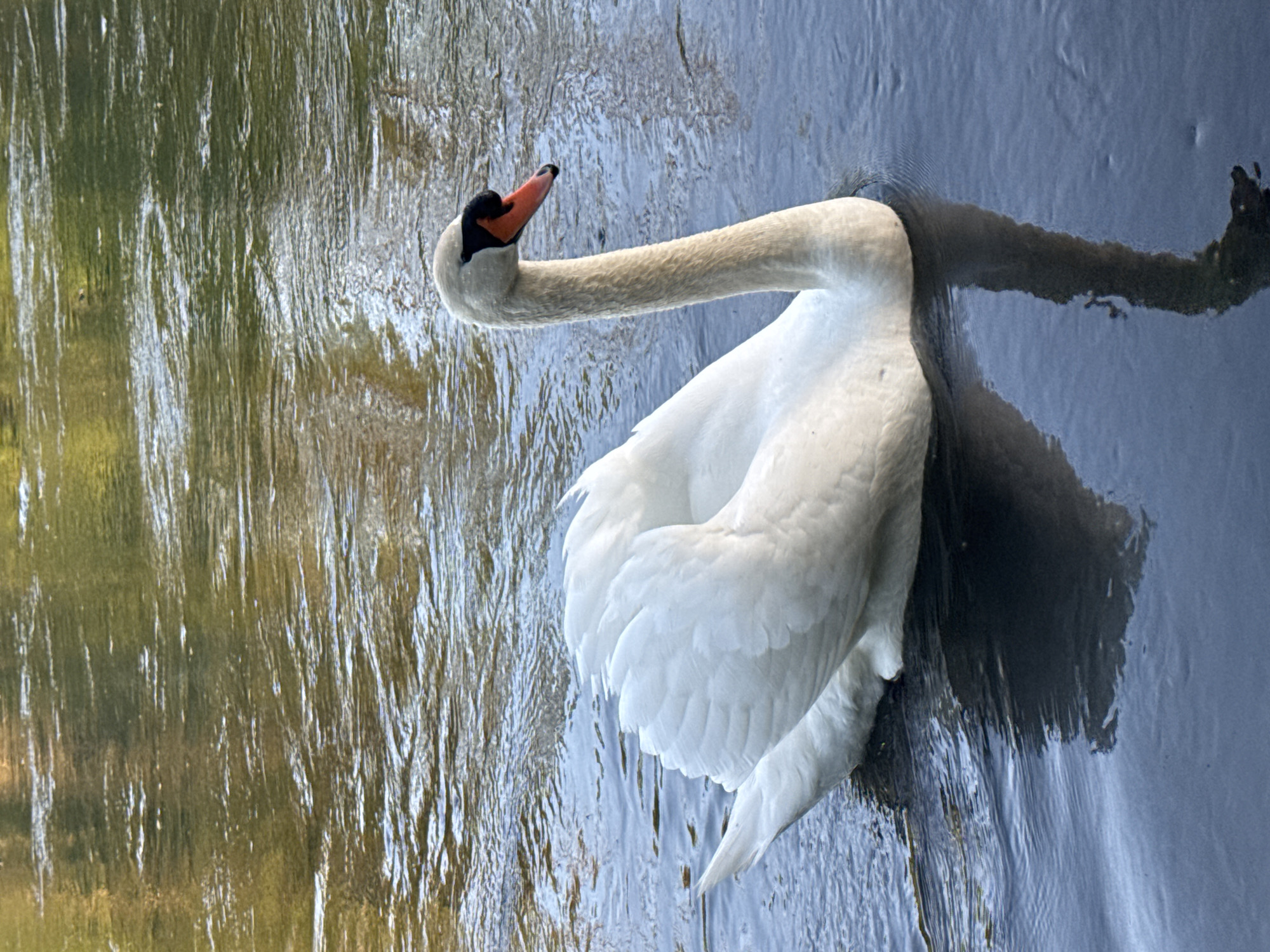 Swan spotted swimming in La Wantzenau waterway