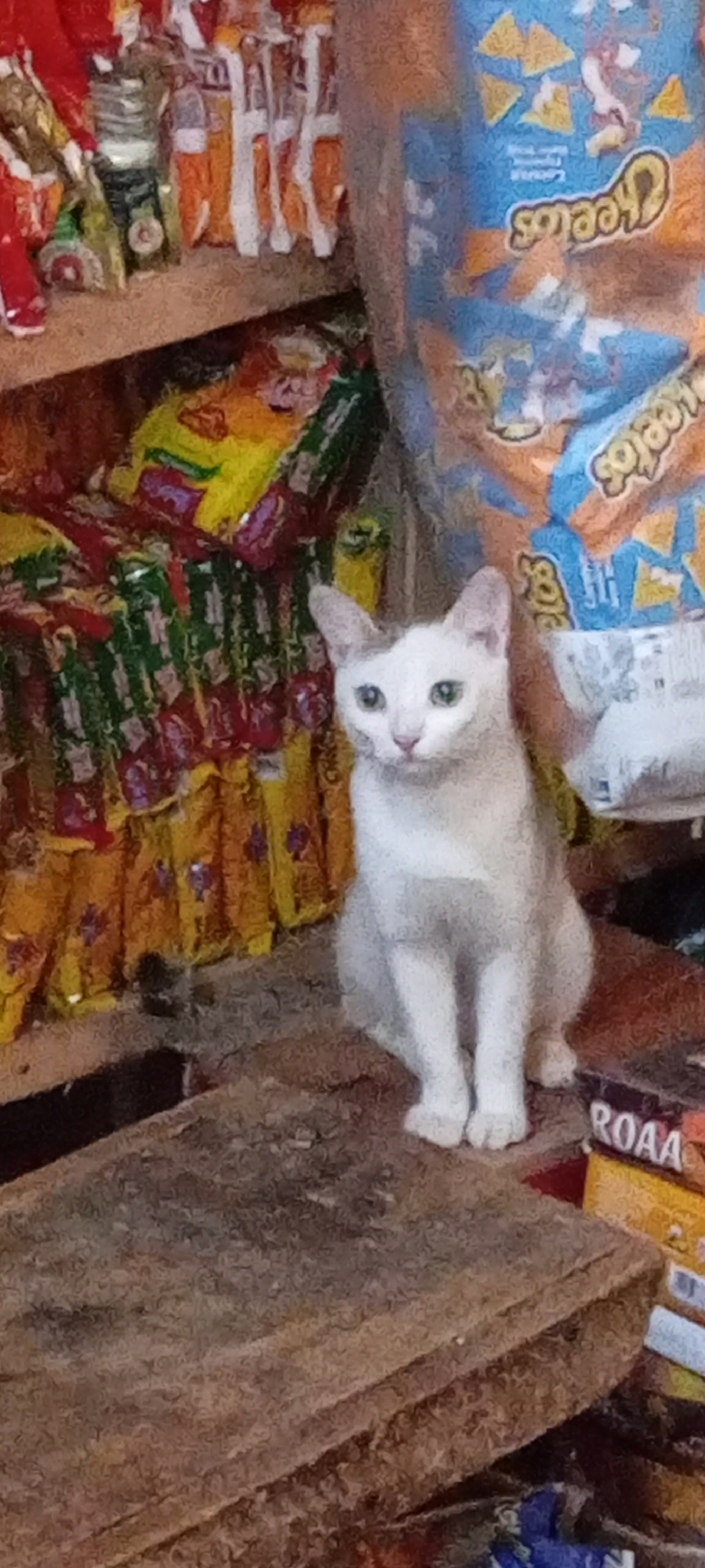 Cat sits among goods at Nigerian retail store