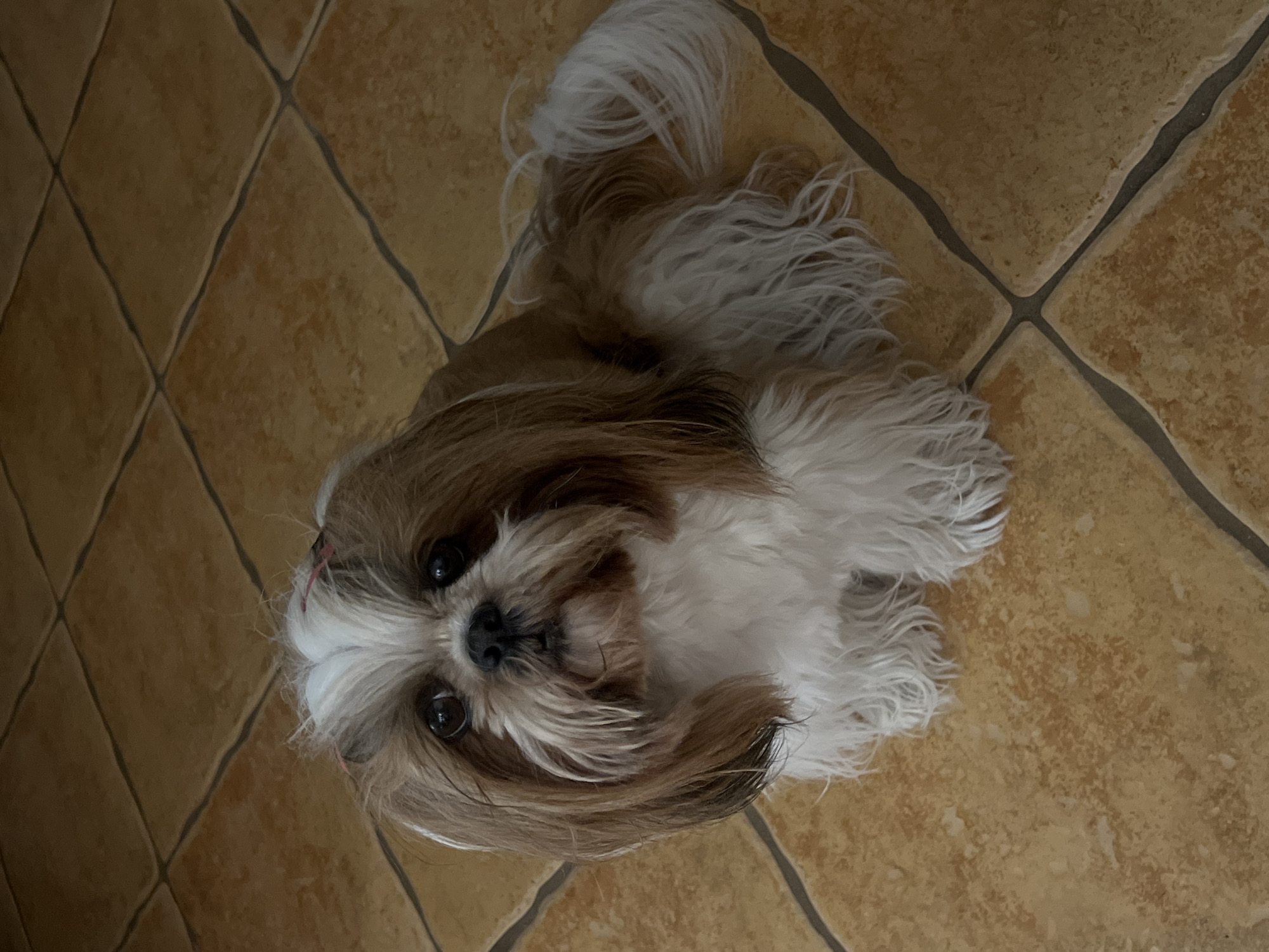 Fluffy Shih Tzu on tiled floor, Kleosin, Poland