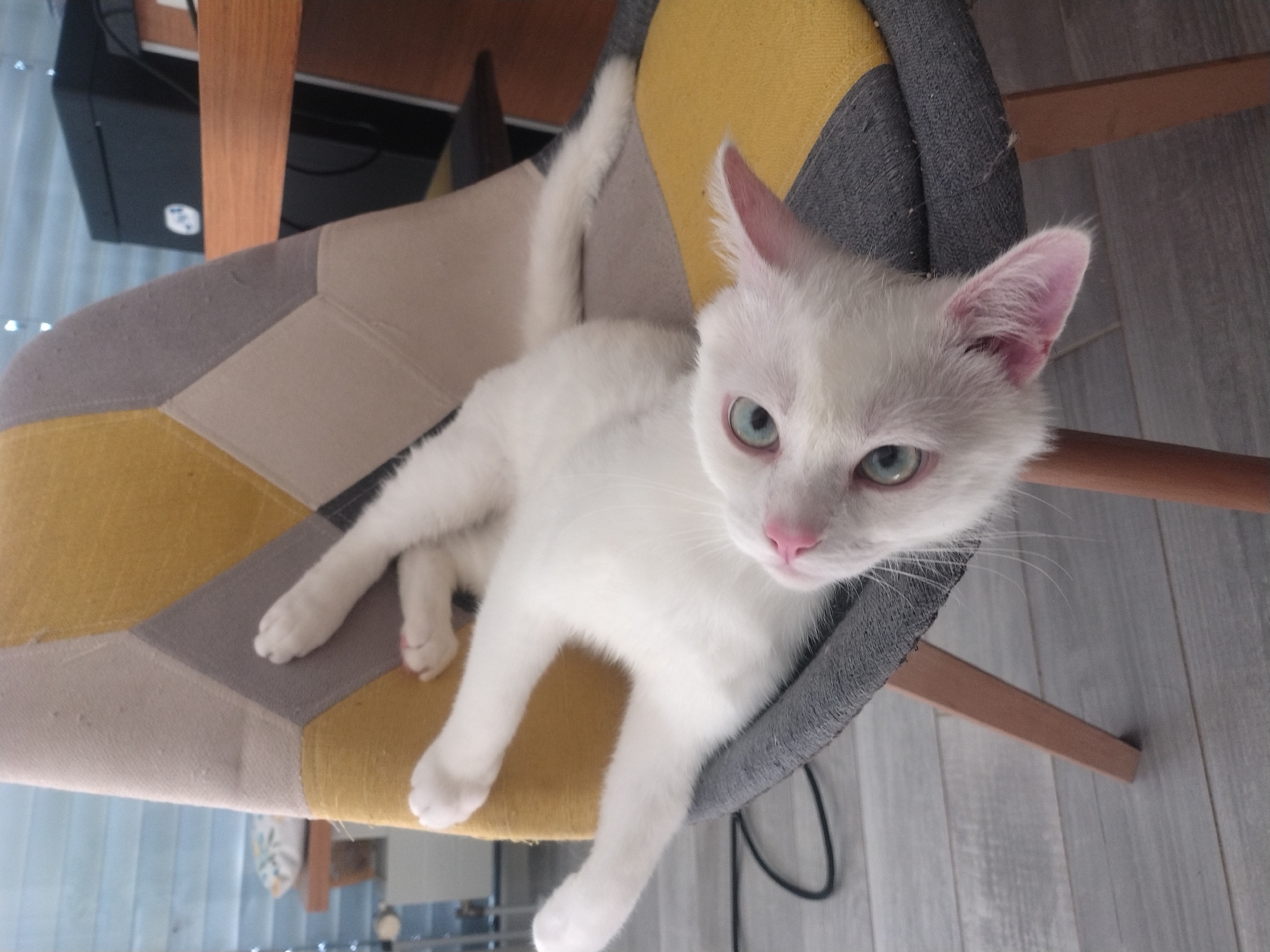White cat grooming on a patchwork chair in Luxembourg