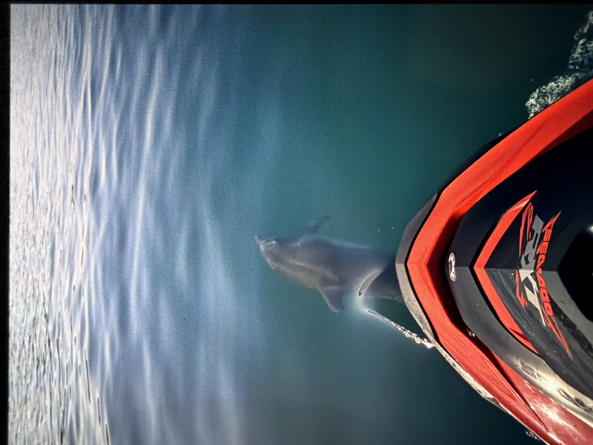 Dolphin encounter and resort dusk in Obzor, Bulgaria