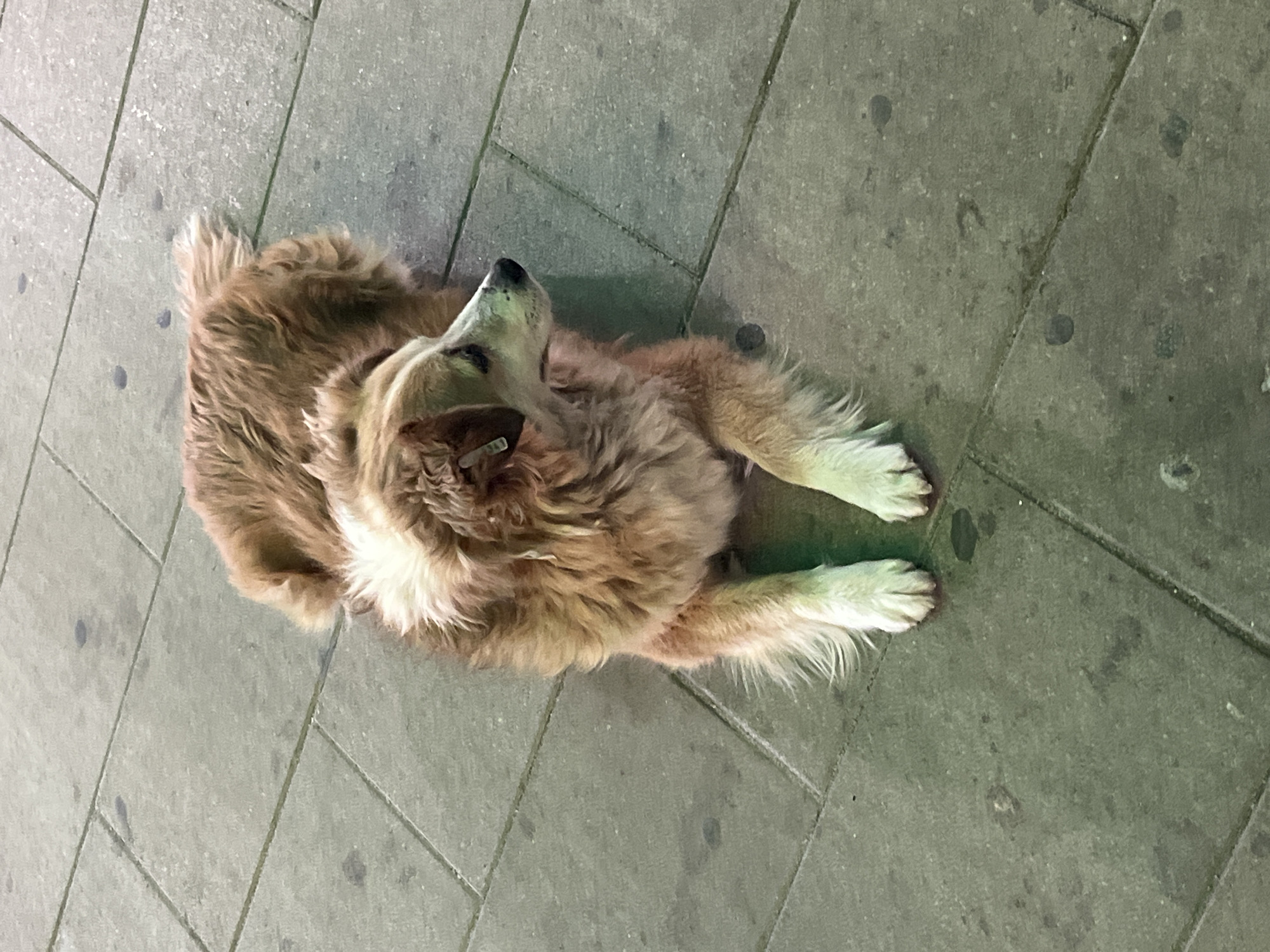 Dog rests on sidewalk in Shumen, Bulgaria