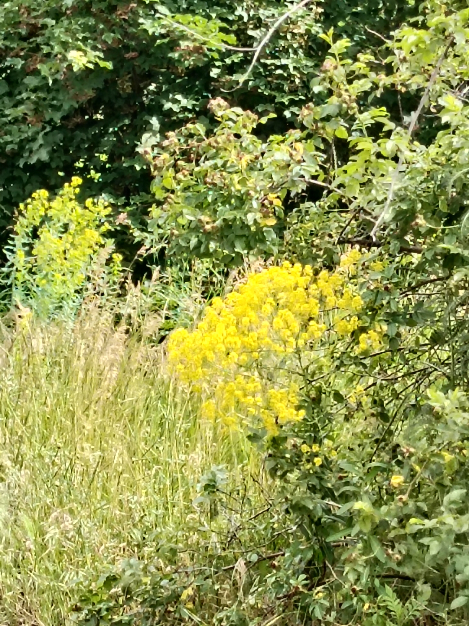 Morning drive through blooming Odesa countryside roads
