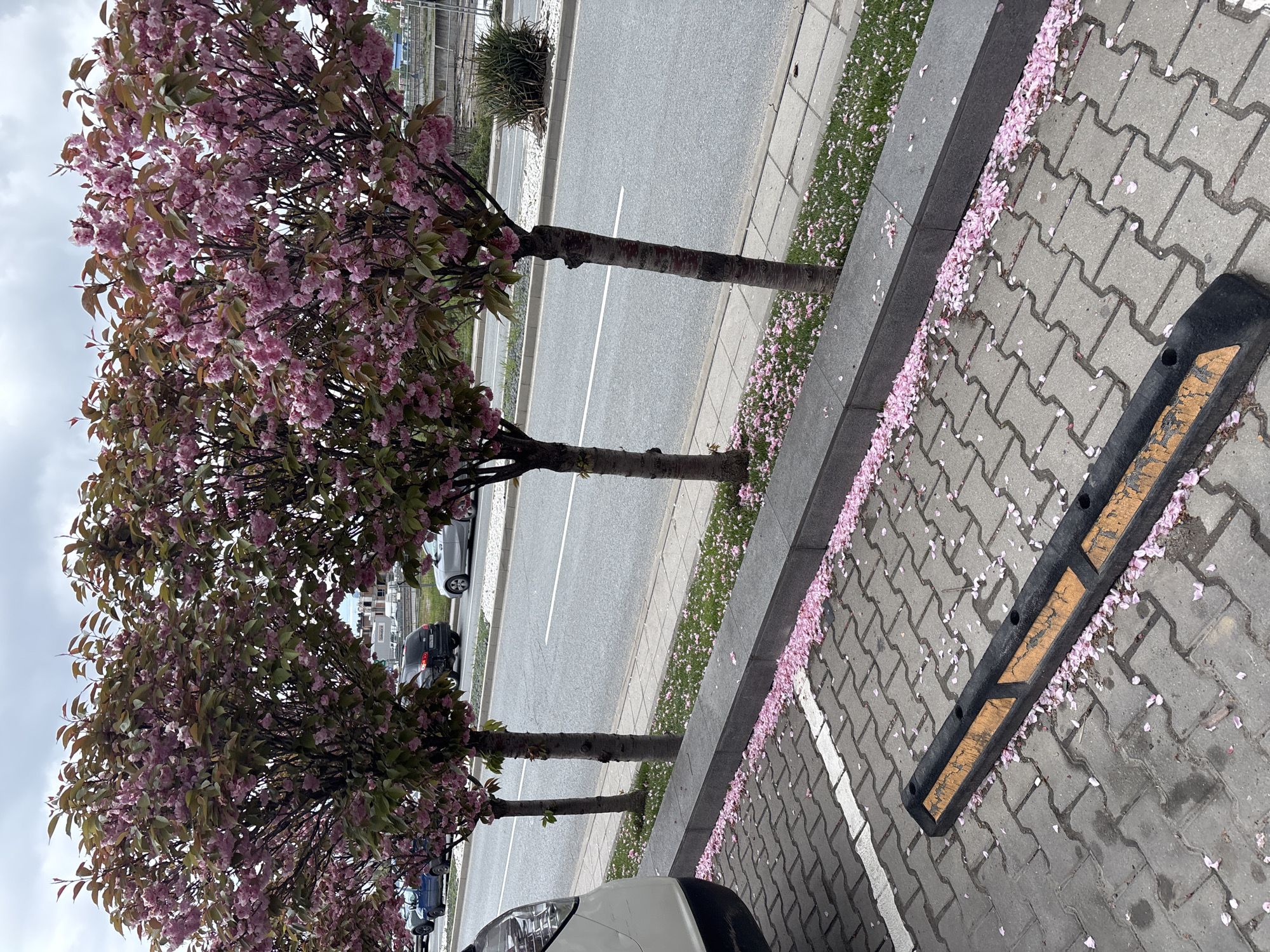 Spring cherry blossoms bloom on Sofia street