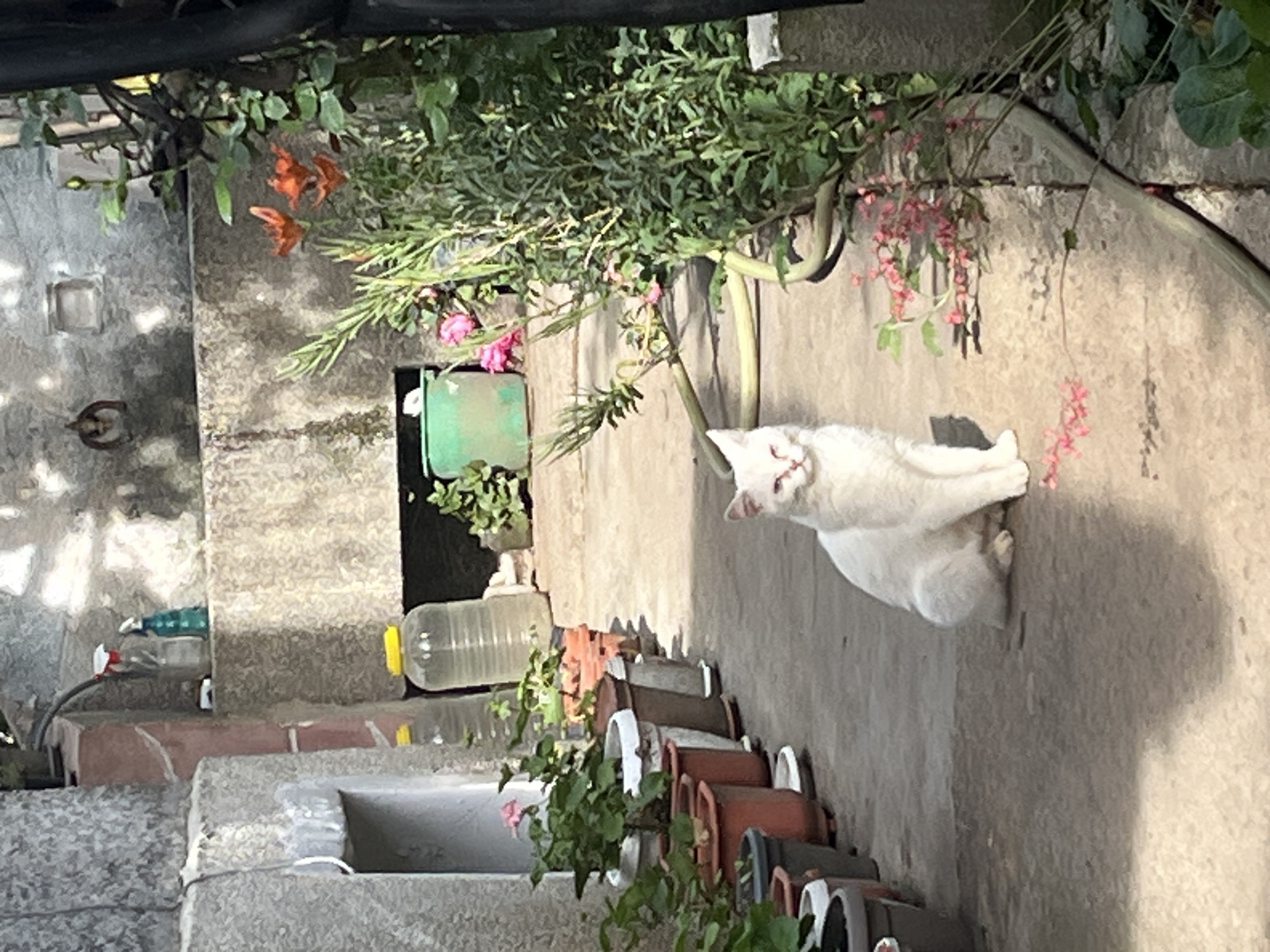 Daily life moments captured in Bulgarian village afternoon