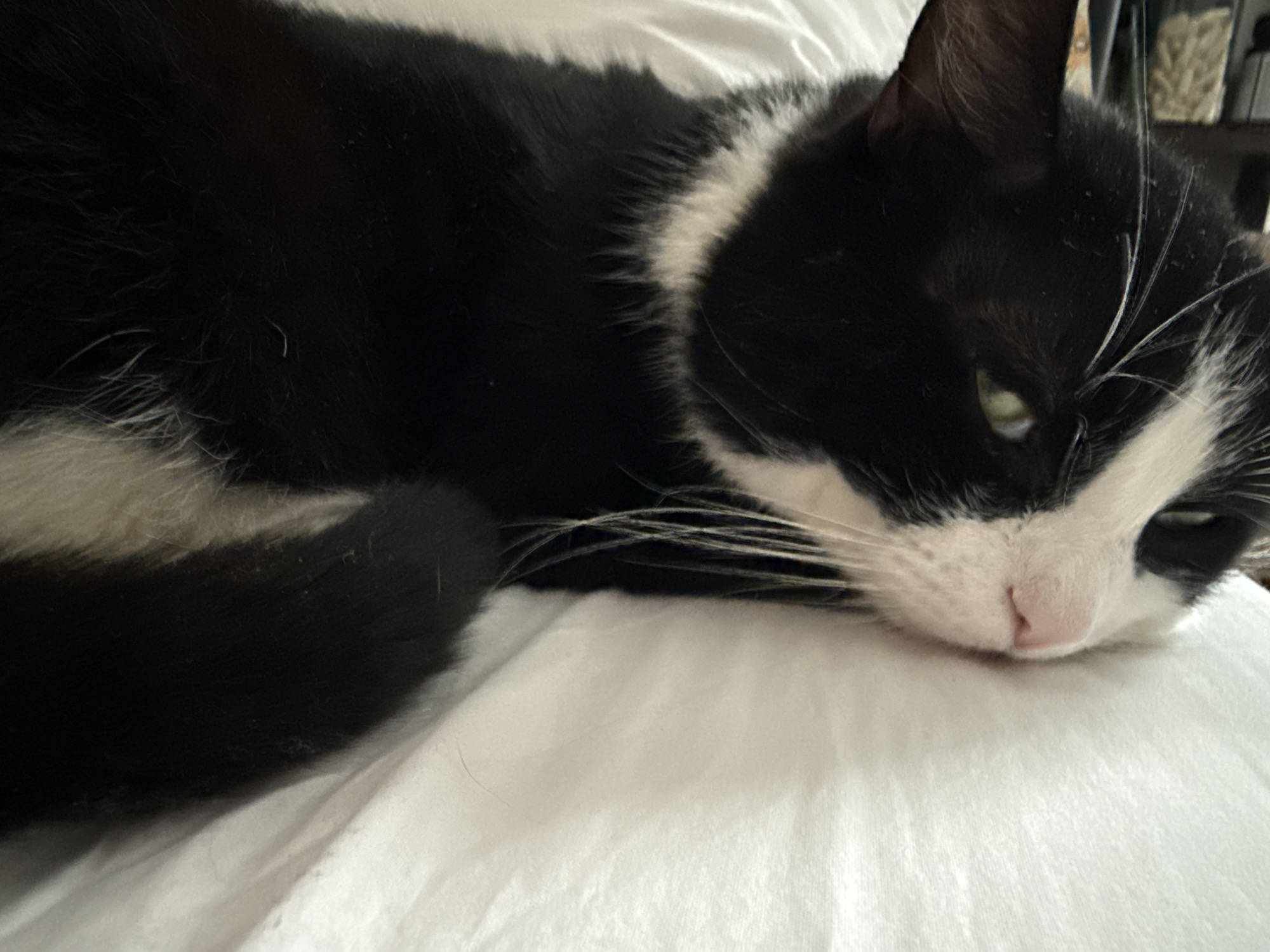 Cat rests peacefully on bed in Maidstone