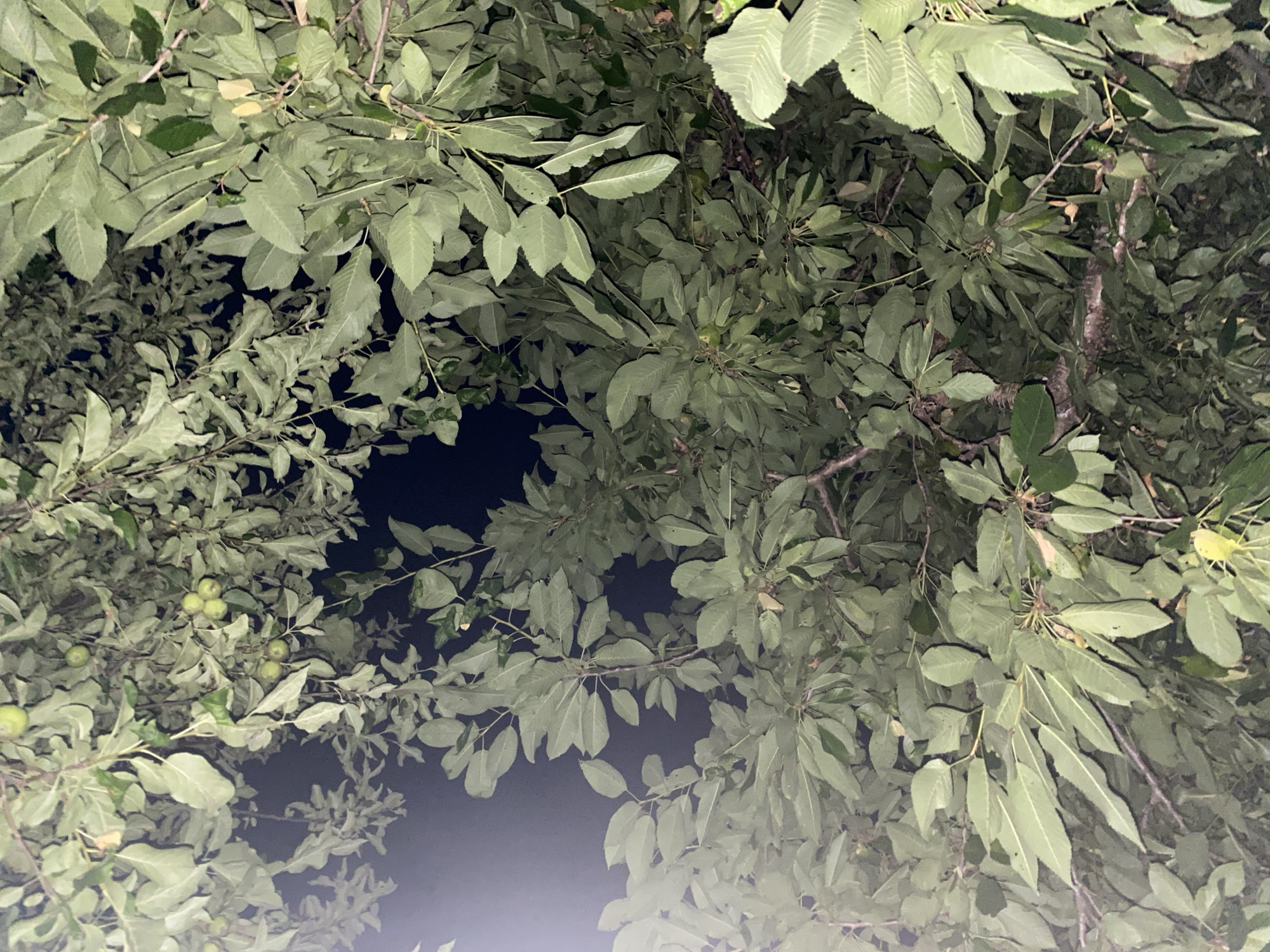 Relaxing in a hammock under a tree on a summer night