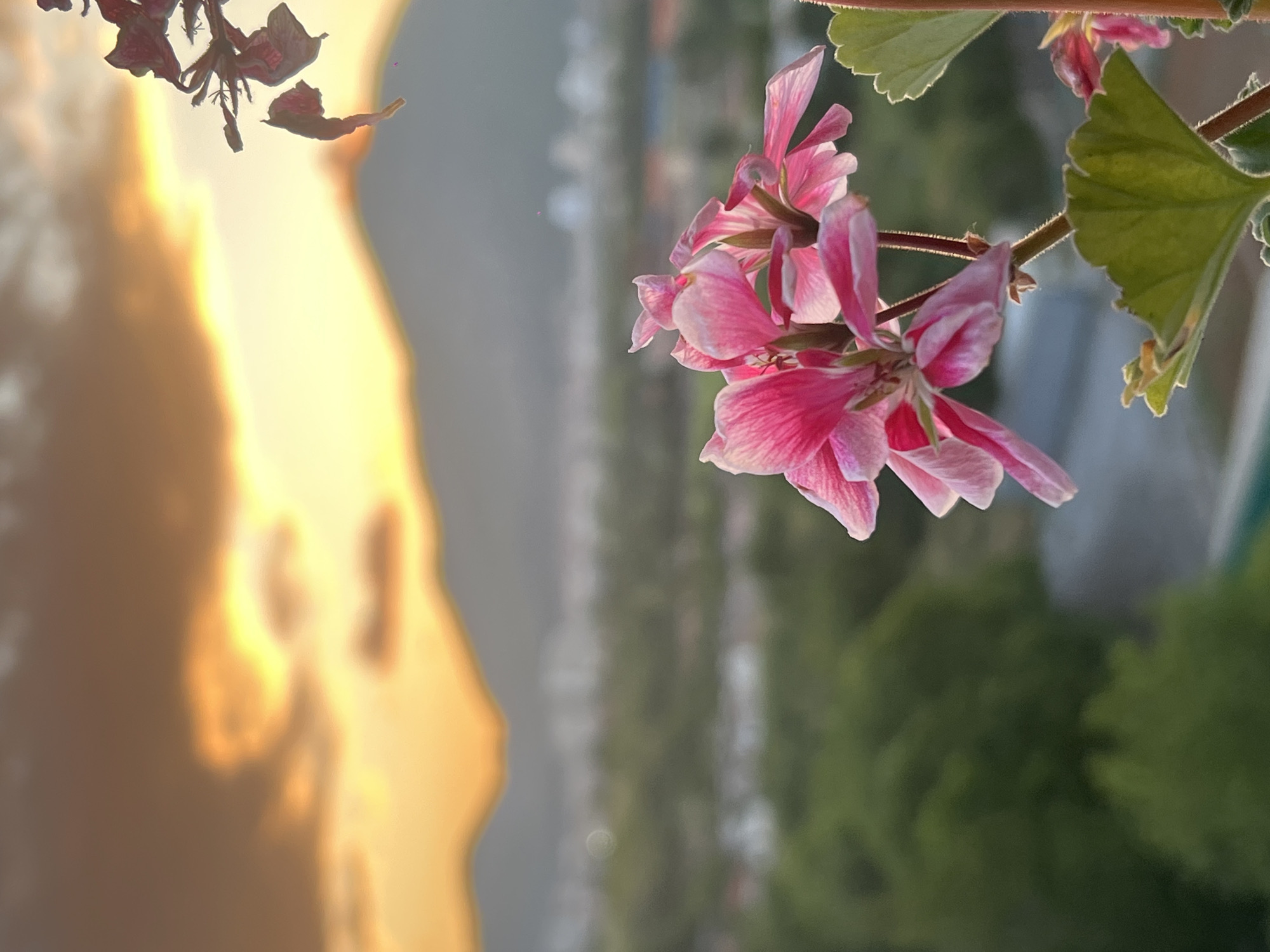 Evening flowers and cityscape captured in Sliven, Bulgaria