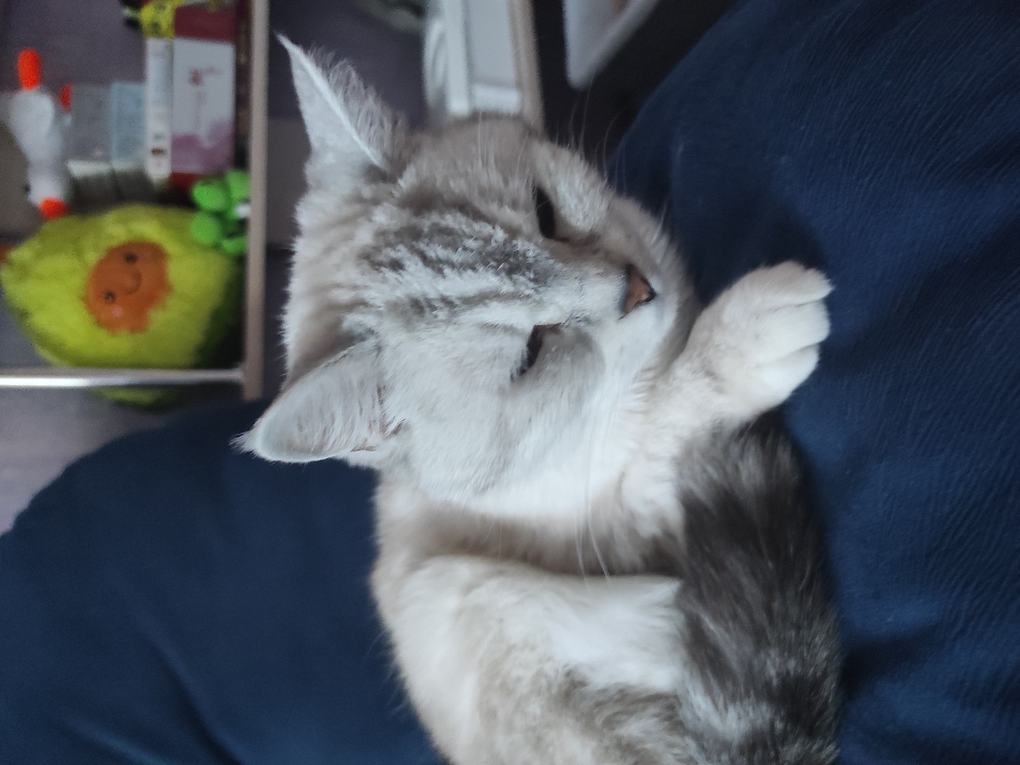Cozy apartment interiors: plants, clocks, a cat, and home decor