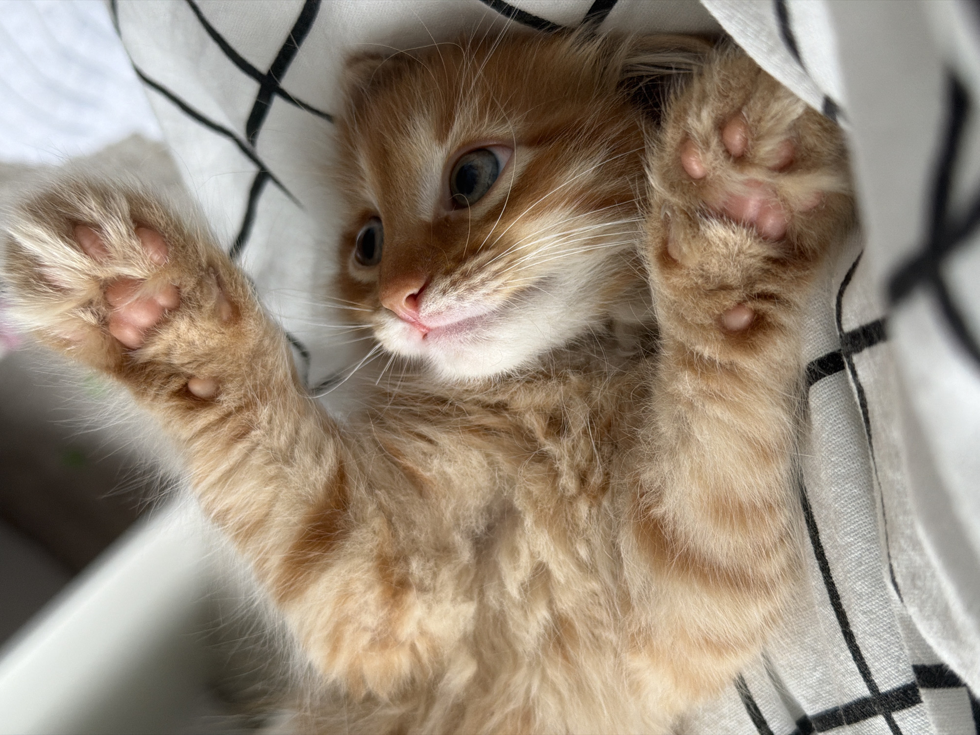 Orange kitten with blue eyes spotted in Moscow area