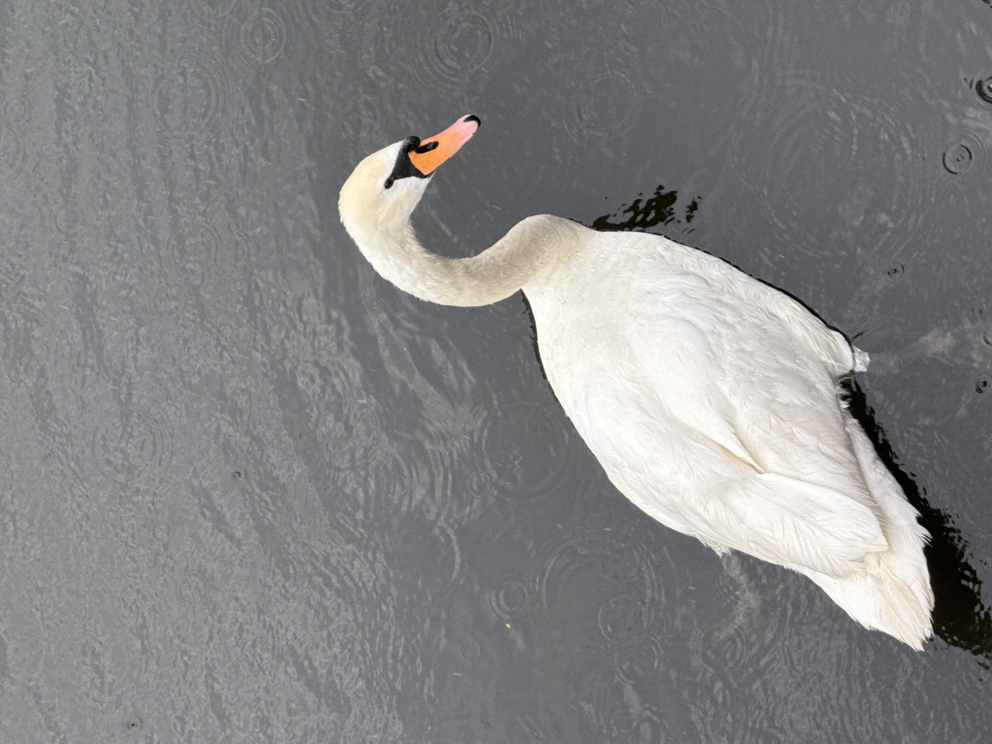 Swans on a rainy Berlin waterway, June 2026