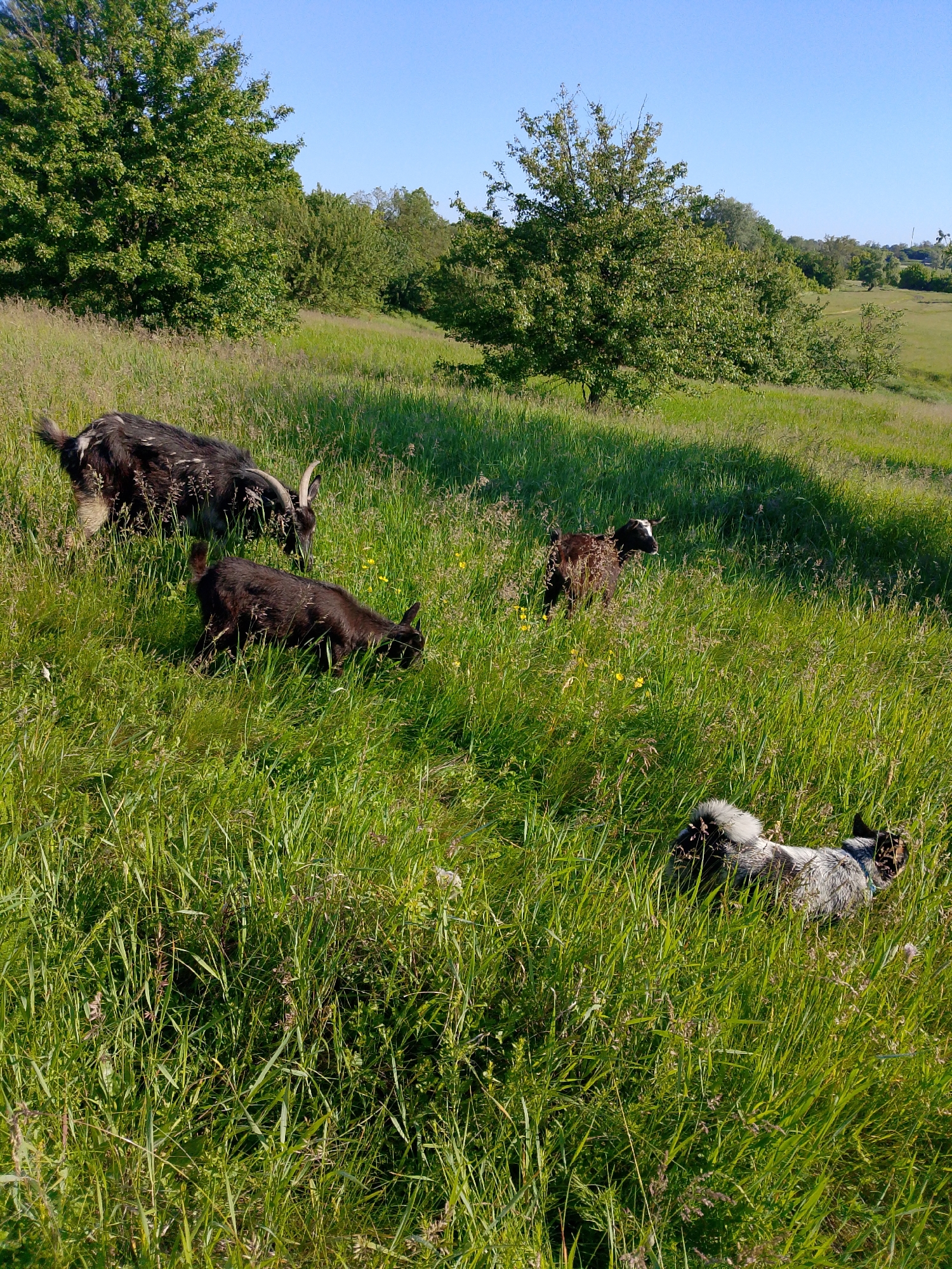 Flock of sheep and goats graze in rural fields