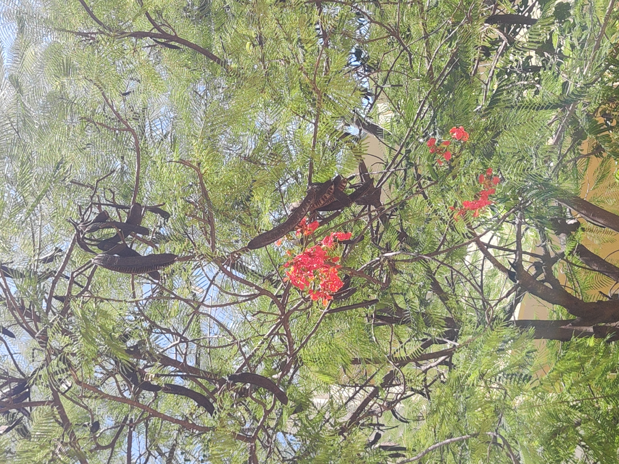 Morning garden scenes with flowers, desserts, and sprinkler documented