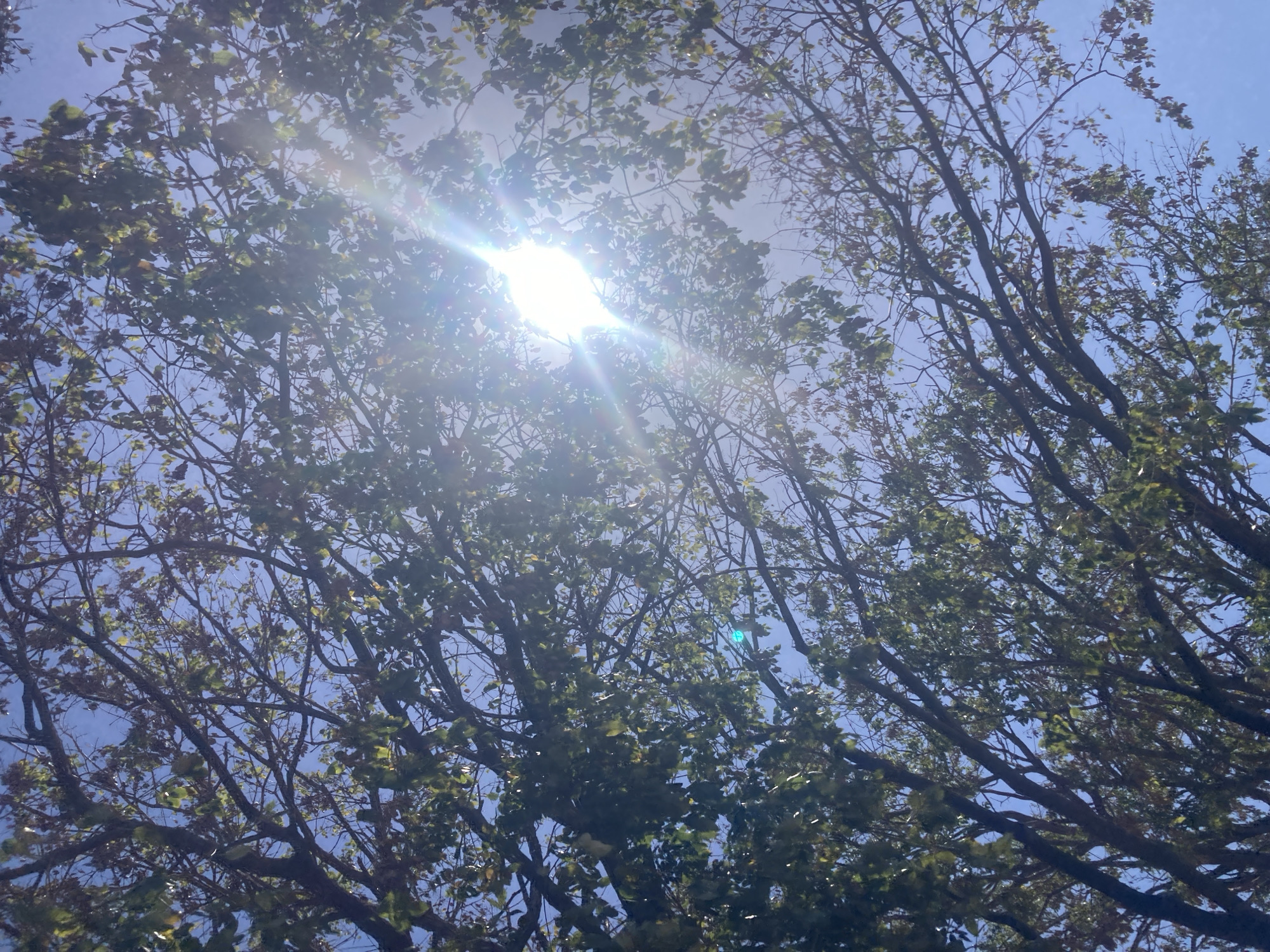 Tree canopy observed against blue sky in Juan Griego
